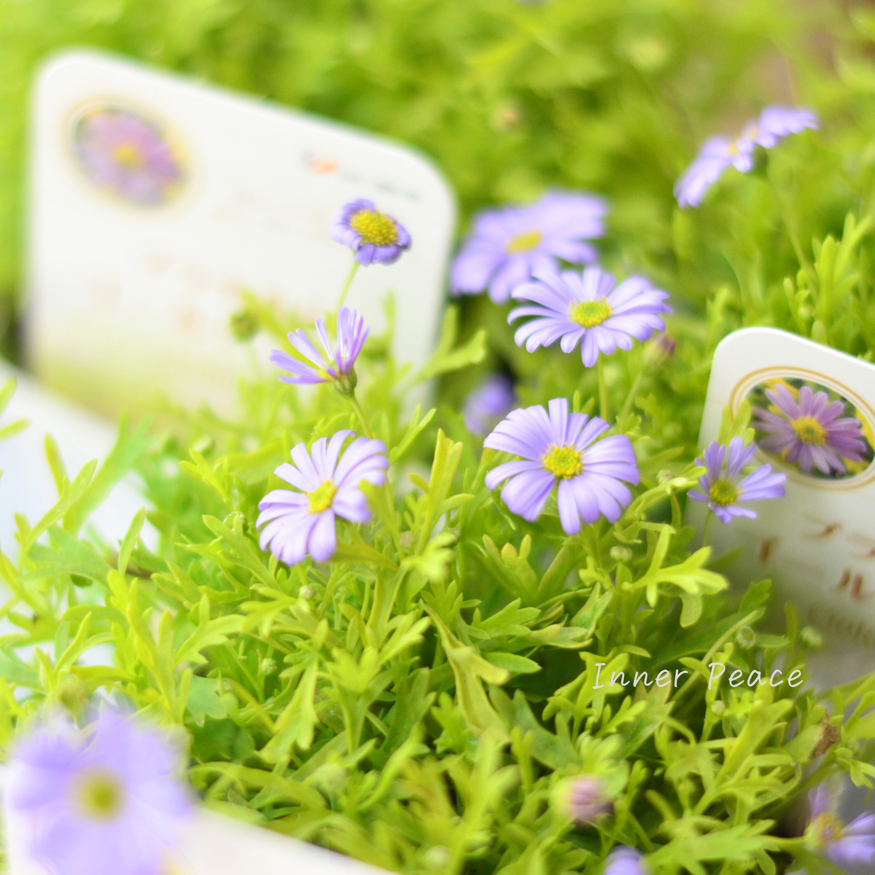 【開花期が長い】 ブラキカム 『ゴールドマット』 3~3.5寸POT