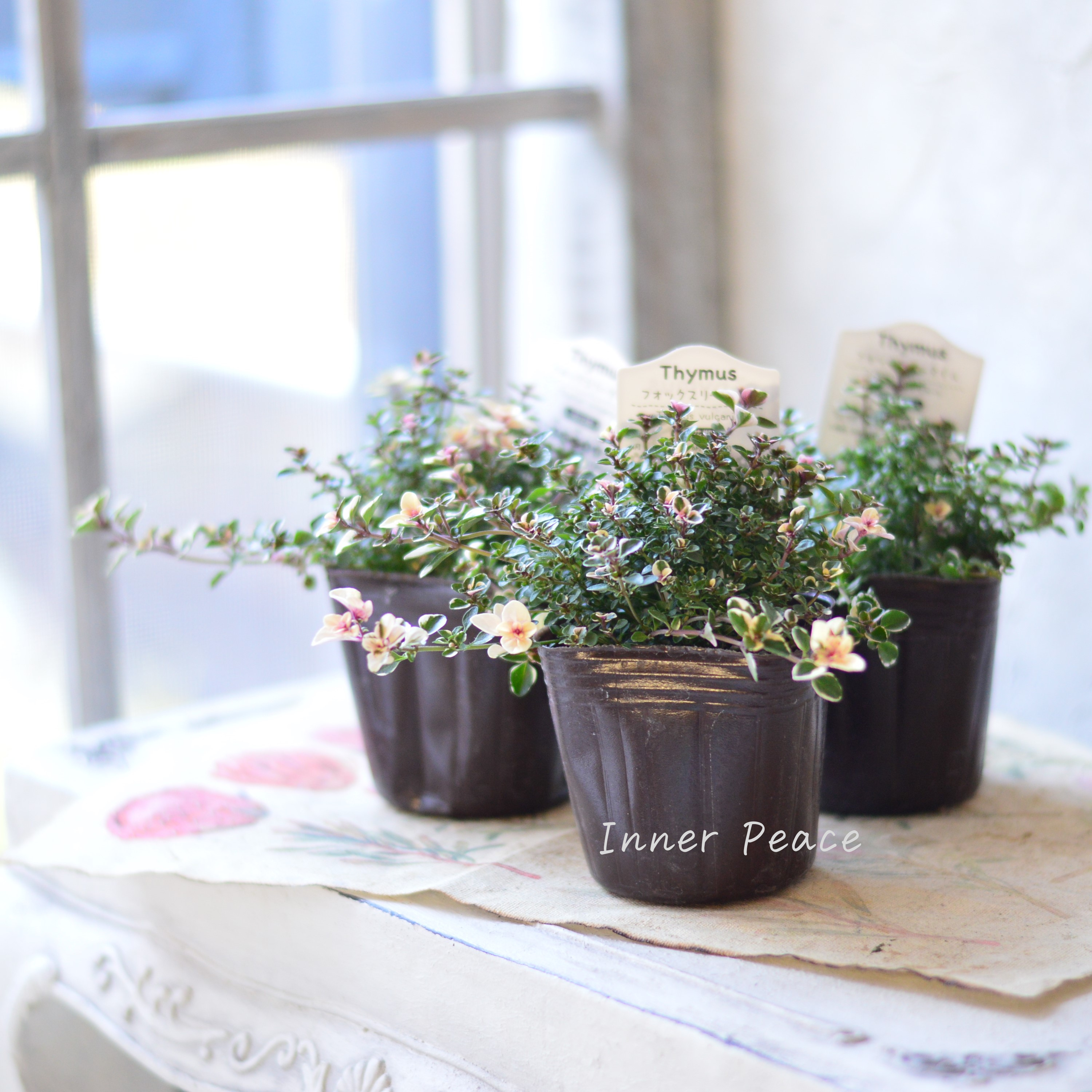 【寄せ植えに】 フォックスリータイム 2.5寸~3寸POT