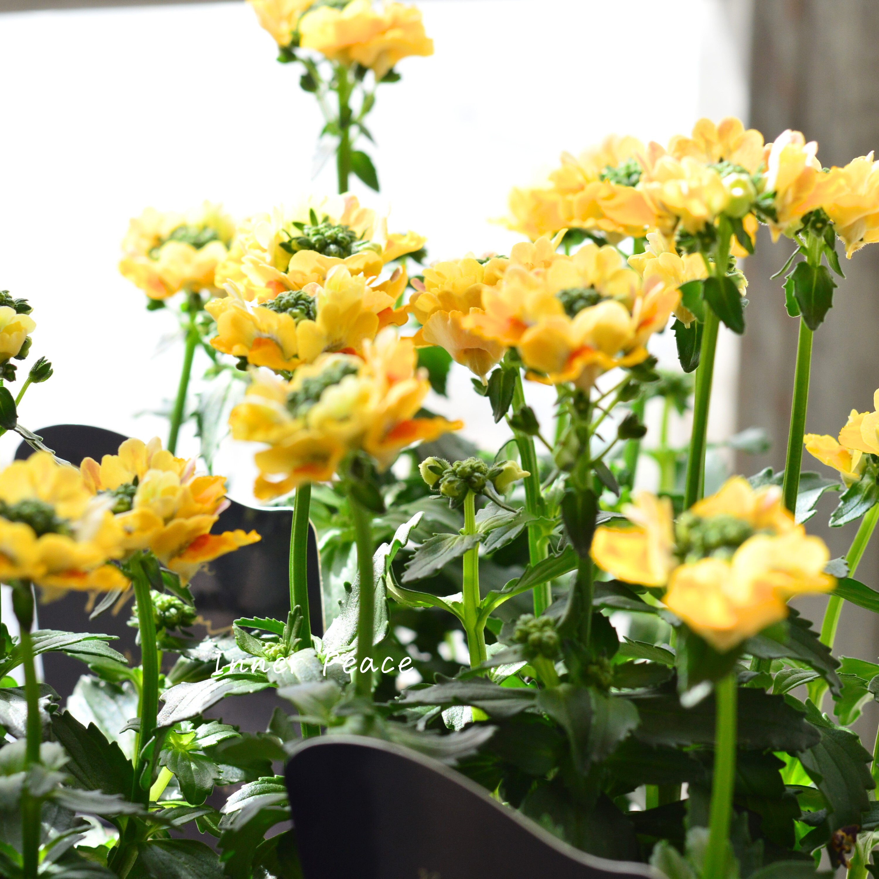 【花芳さん】 ネメシア 『マリー・マリブオレンジ』 3.5寸POT