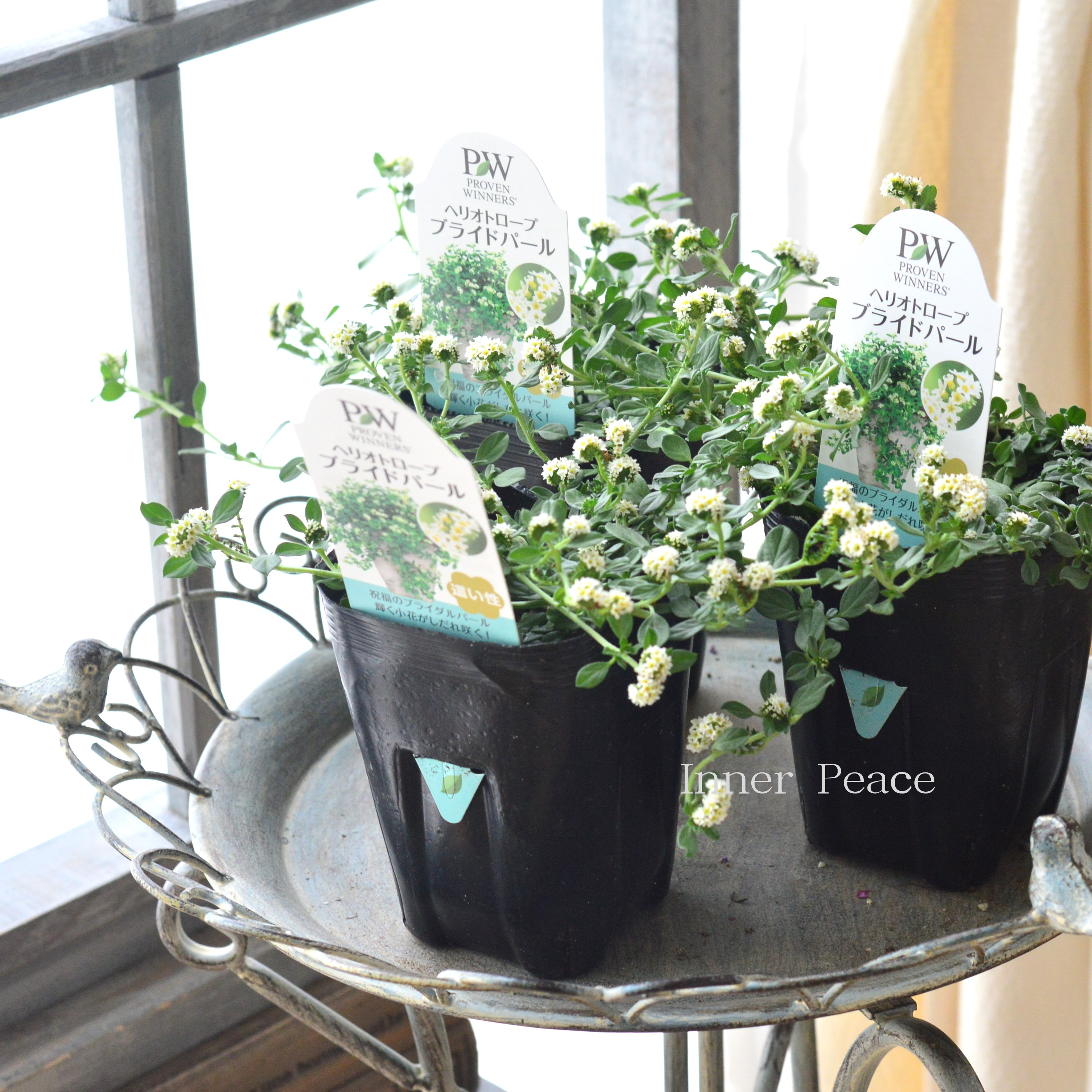 【PWさん】 ヘリオトロープ 『ブライドパール』 3.5寸POT