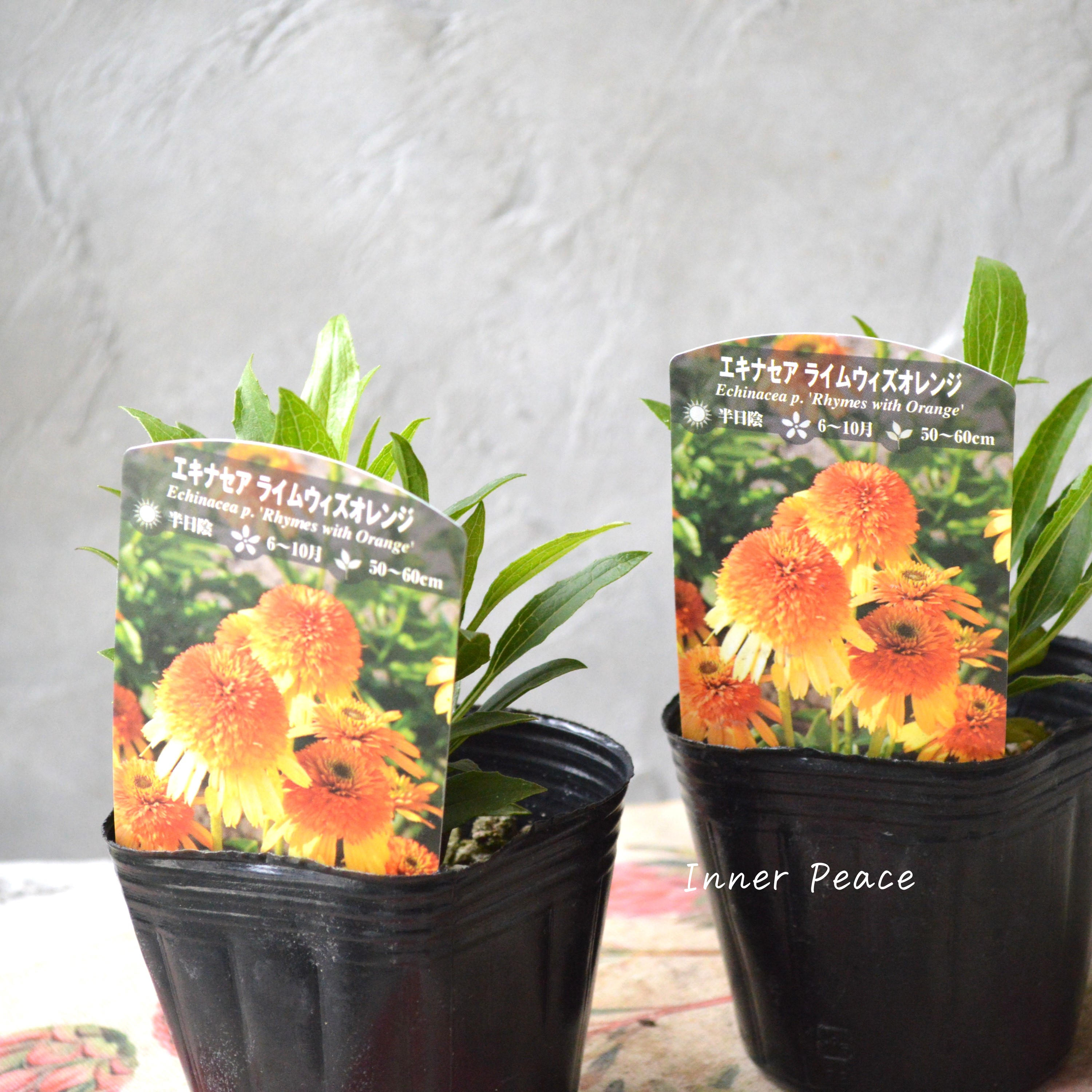 【暑さ寒さに強い】 エキナセア 『ライムウイズオレンジ』植え込み用 3寸POT