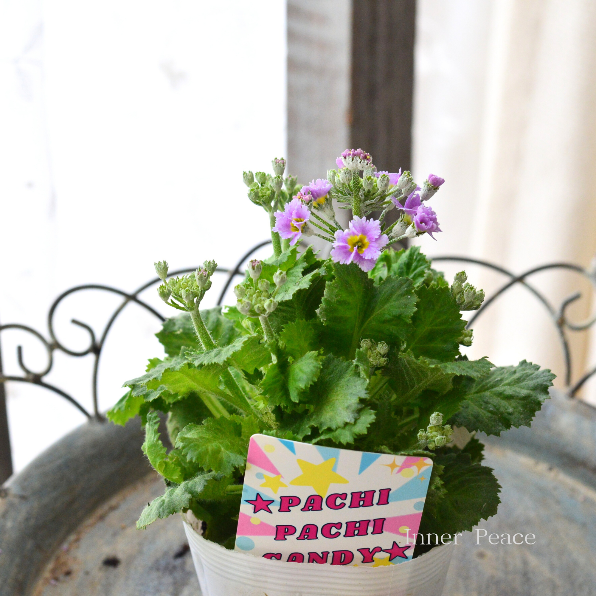 【北島園芸さん】 プリムラ マラコイデス 『パチパチキャンディ・ライトパープル系』 3.5寸POT