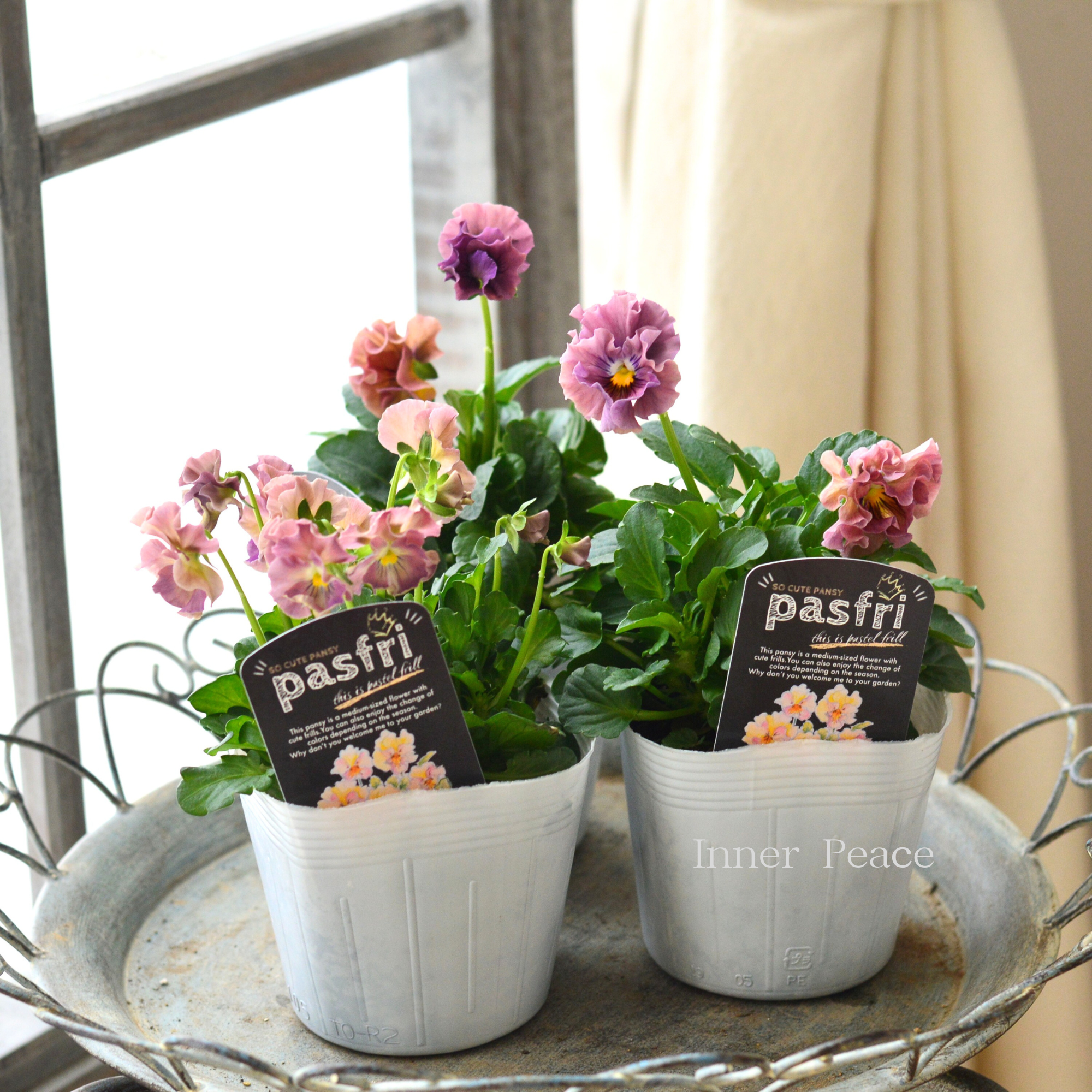 【桂楓園さんオリジナル】 パンジー 『pasfri ~パスフリ~・1番』 3.5寸POT