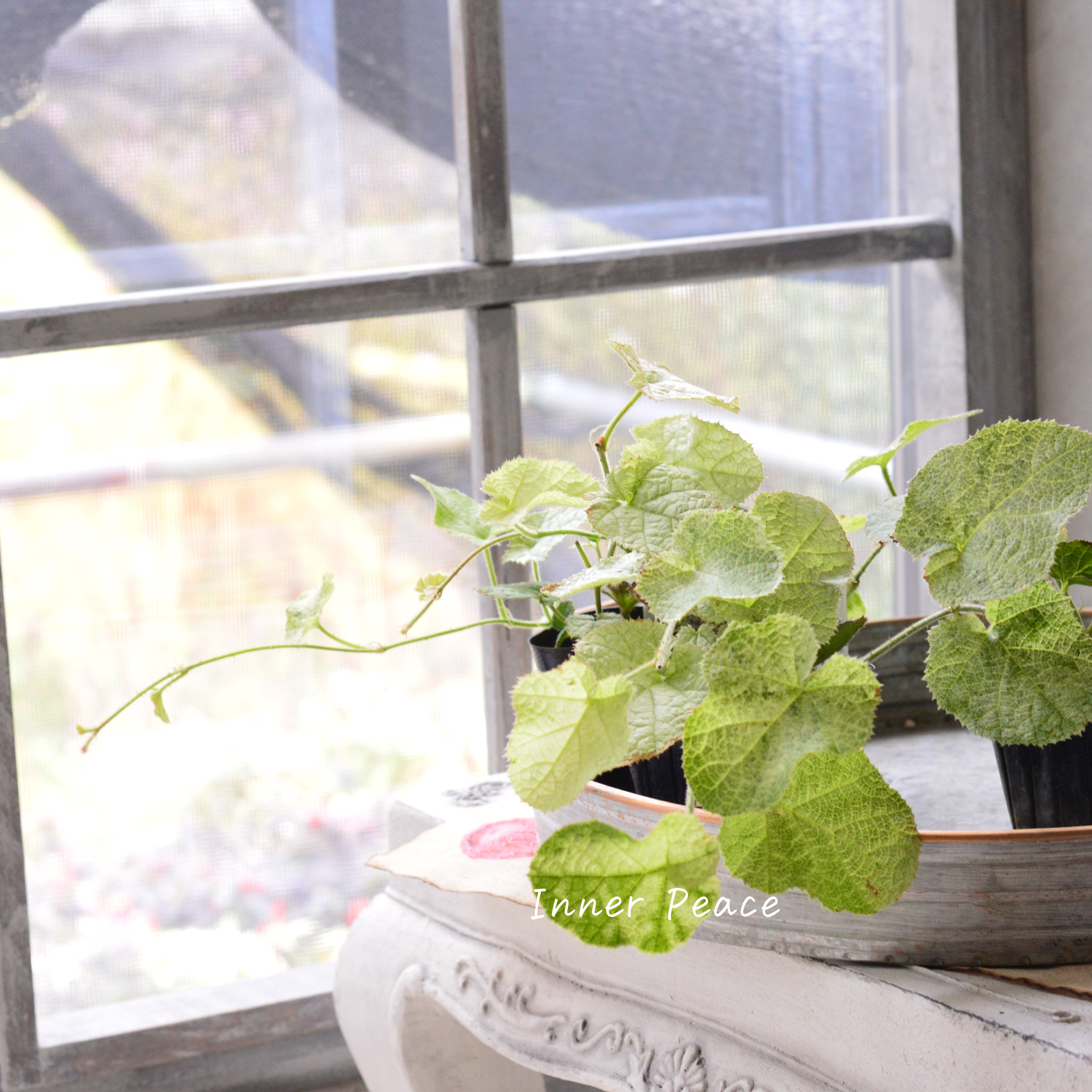 【オシャレ】 ルブス 『クラシックホワイト』 3寸POT