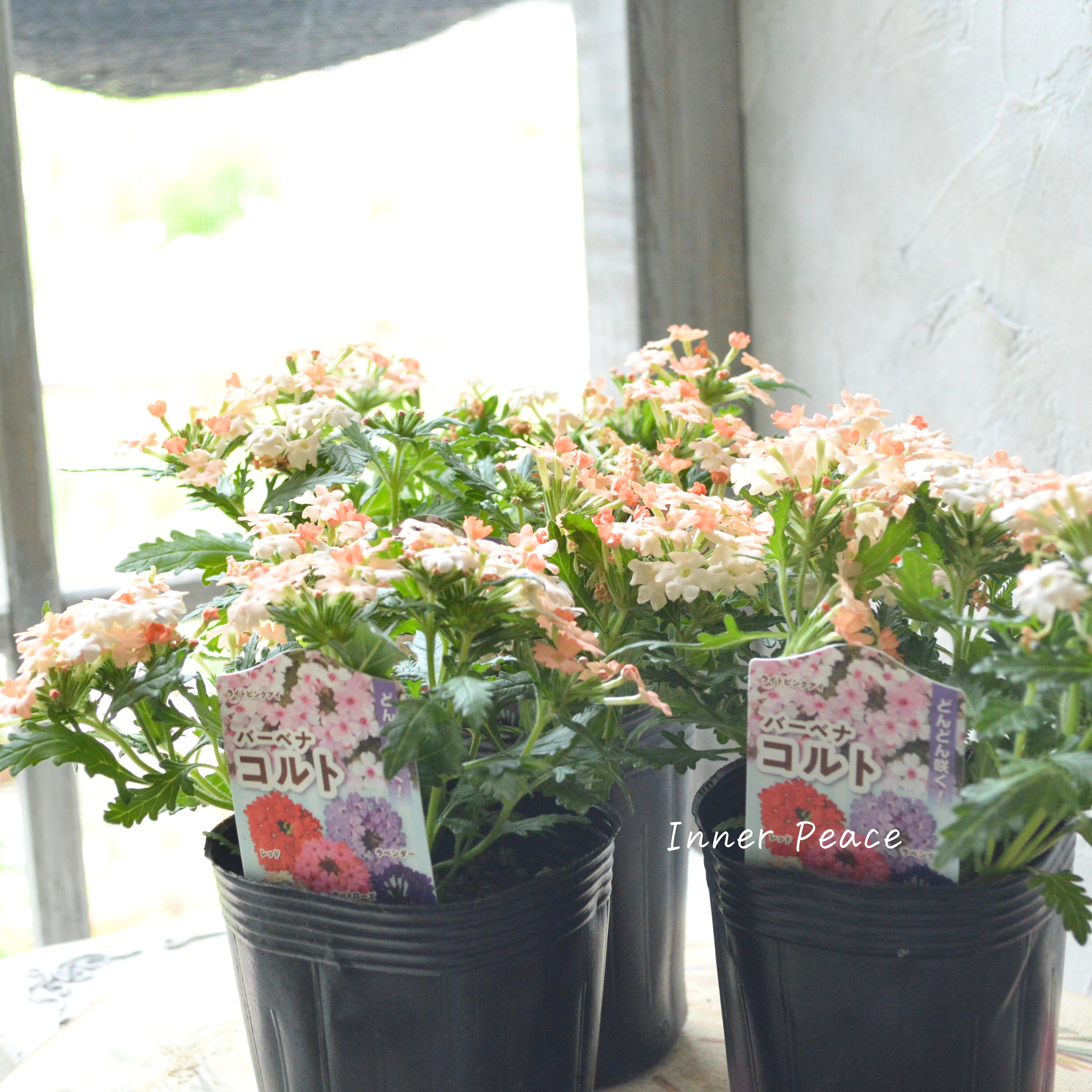 【宿根】 バーベナ 『コルト・ピーチ』 3.5寸POT