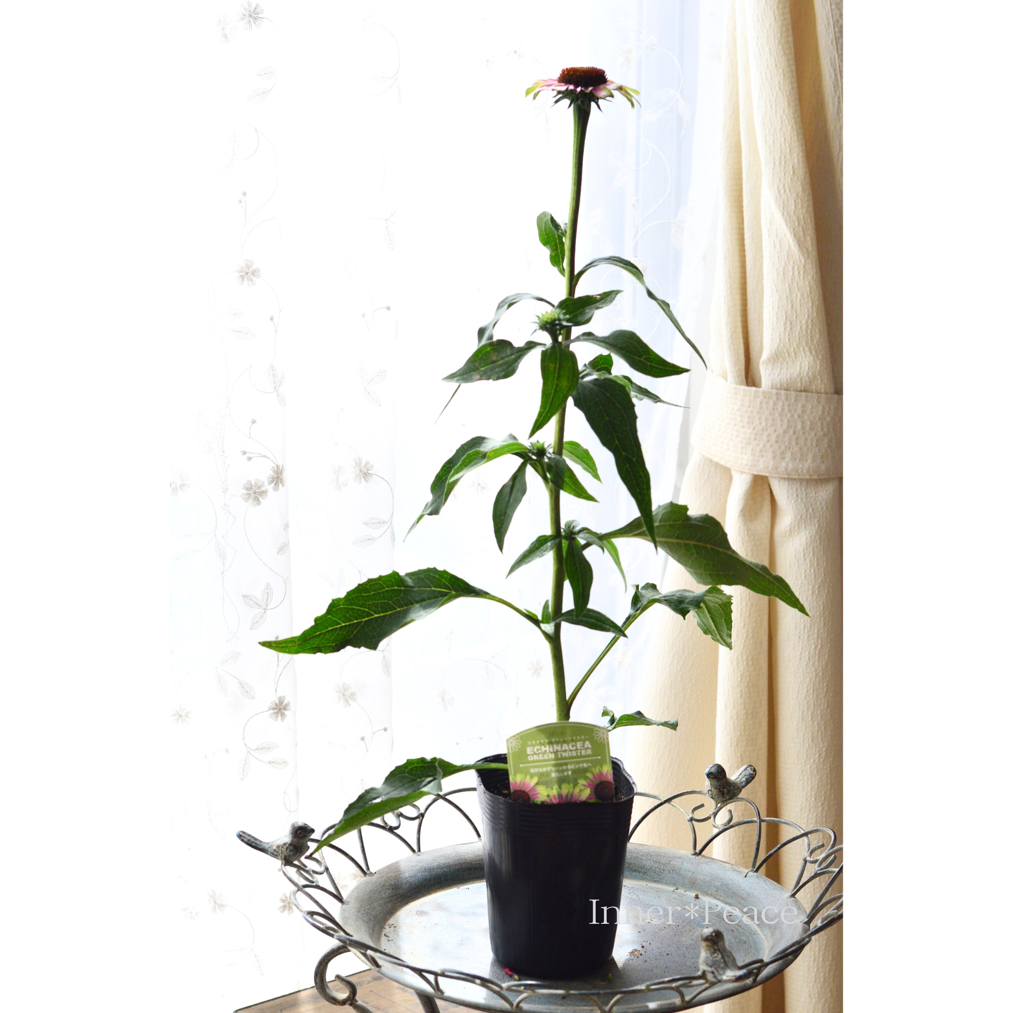 【暑さ寒さに強い】 エキナセア 『グリーンツイスター』 3寸ロングPOT