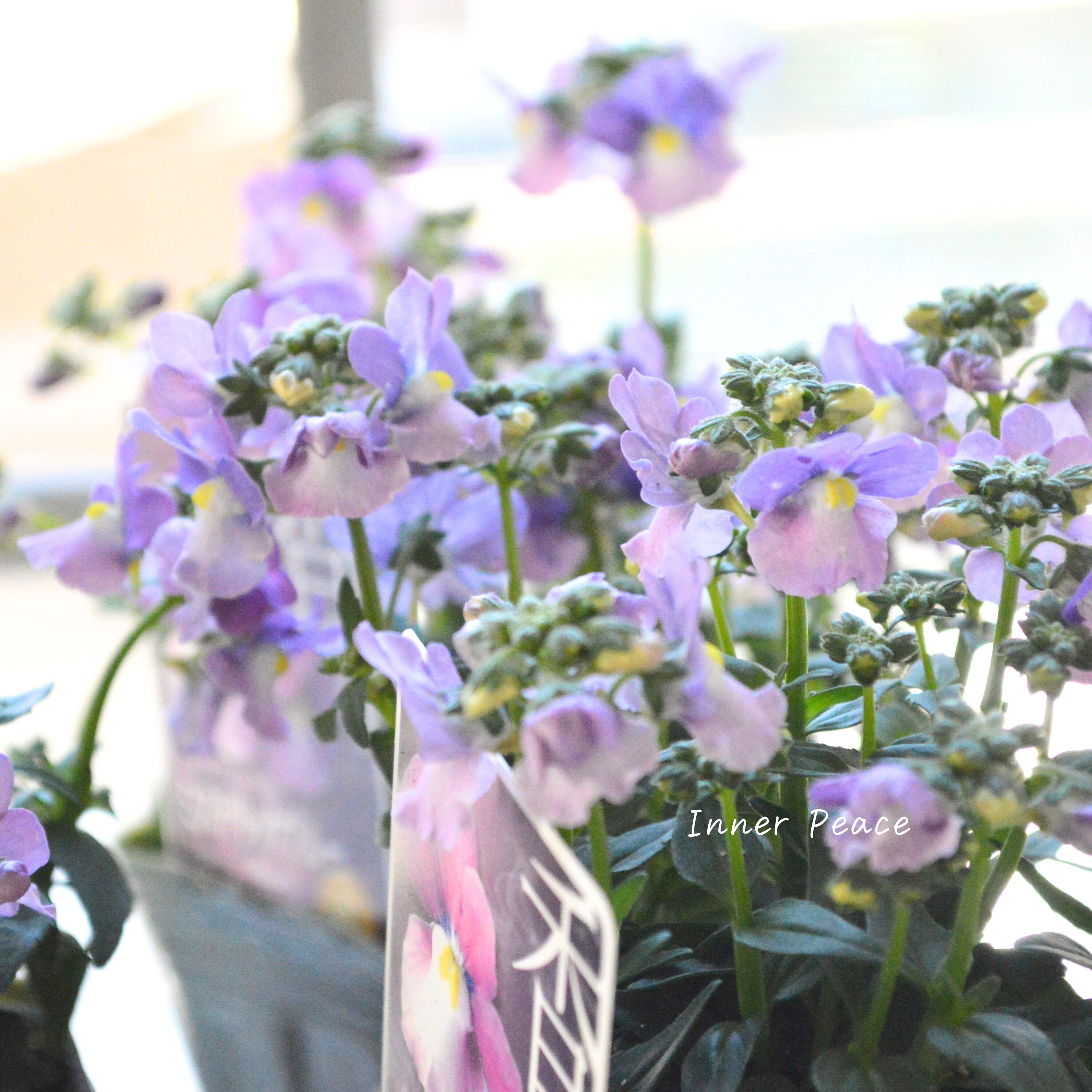 【ゲブラさん】 ネメシア・メーテル 『ミステリックブルー』 3.5寸POT