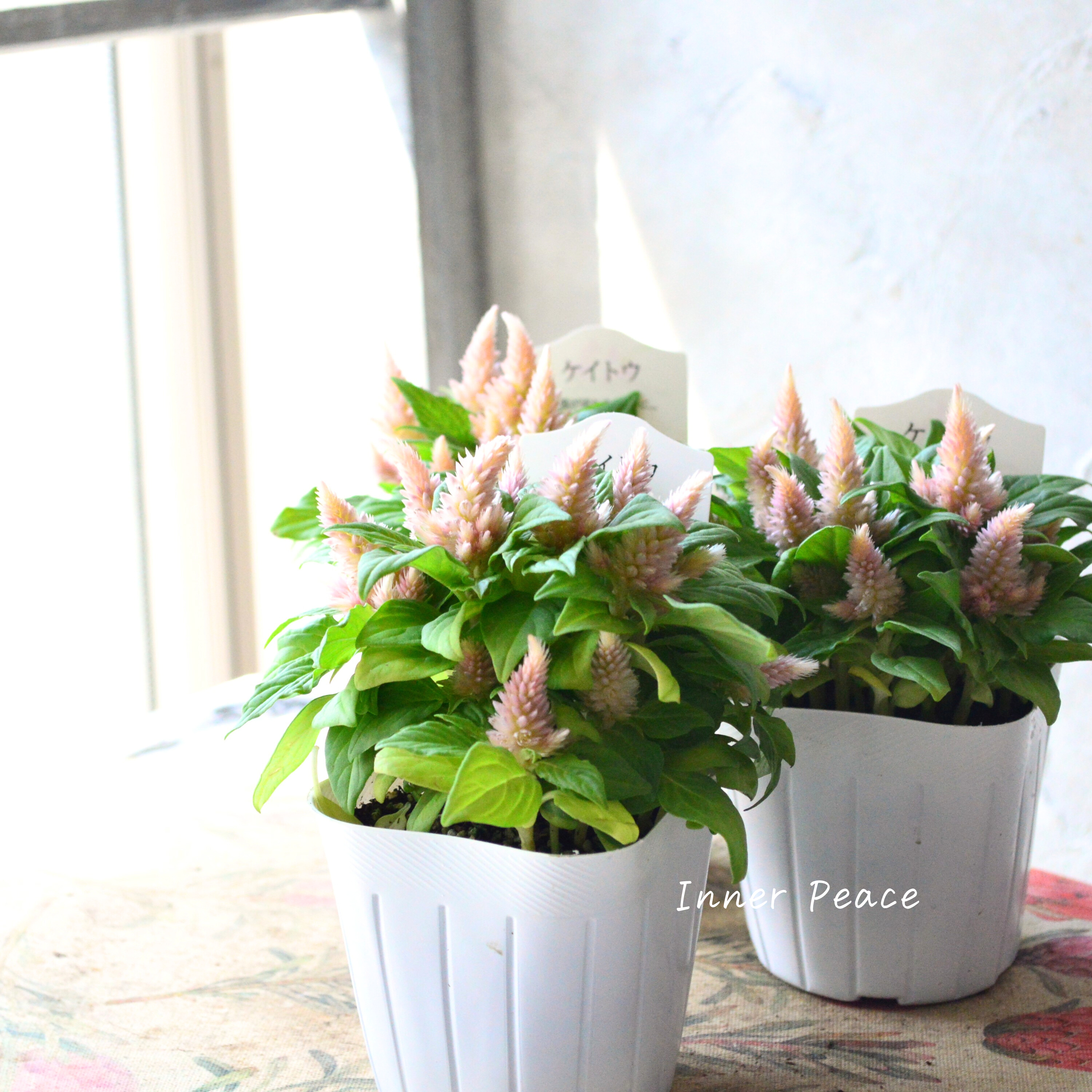 【秋のお花】 ケイトウ(多粒撒き) 『サーモンピンク』 3寸POT