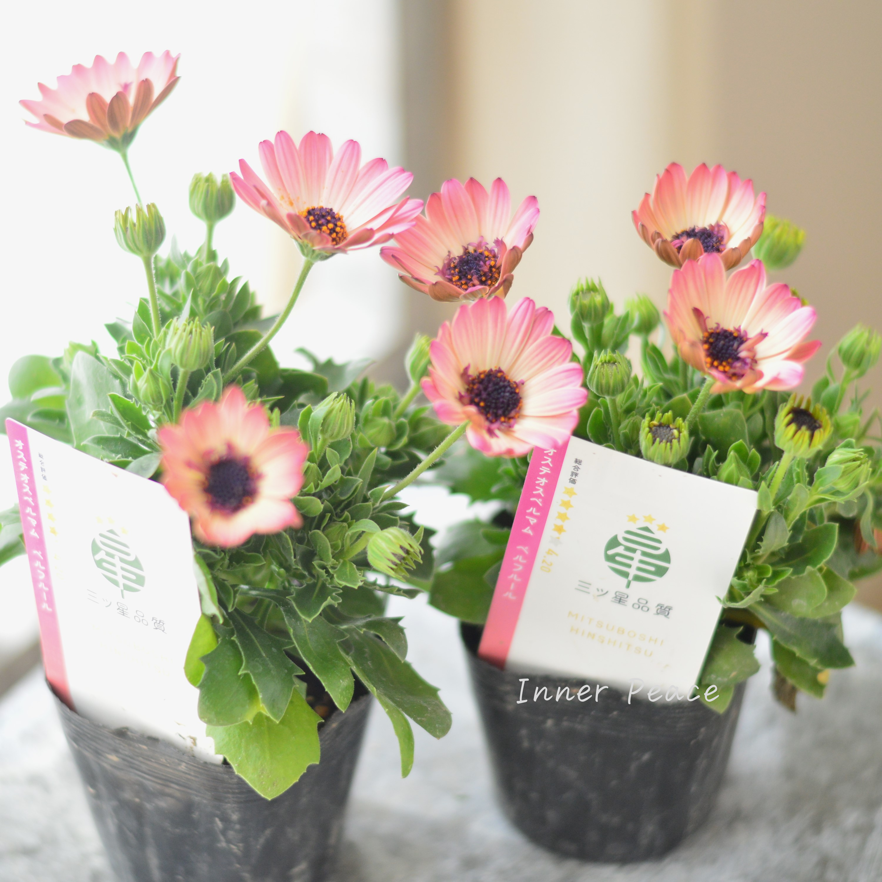 【大人かわいい】 オステオスペルマム 『ベルフルール・A』 3.5寸POT