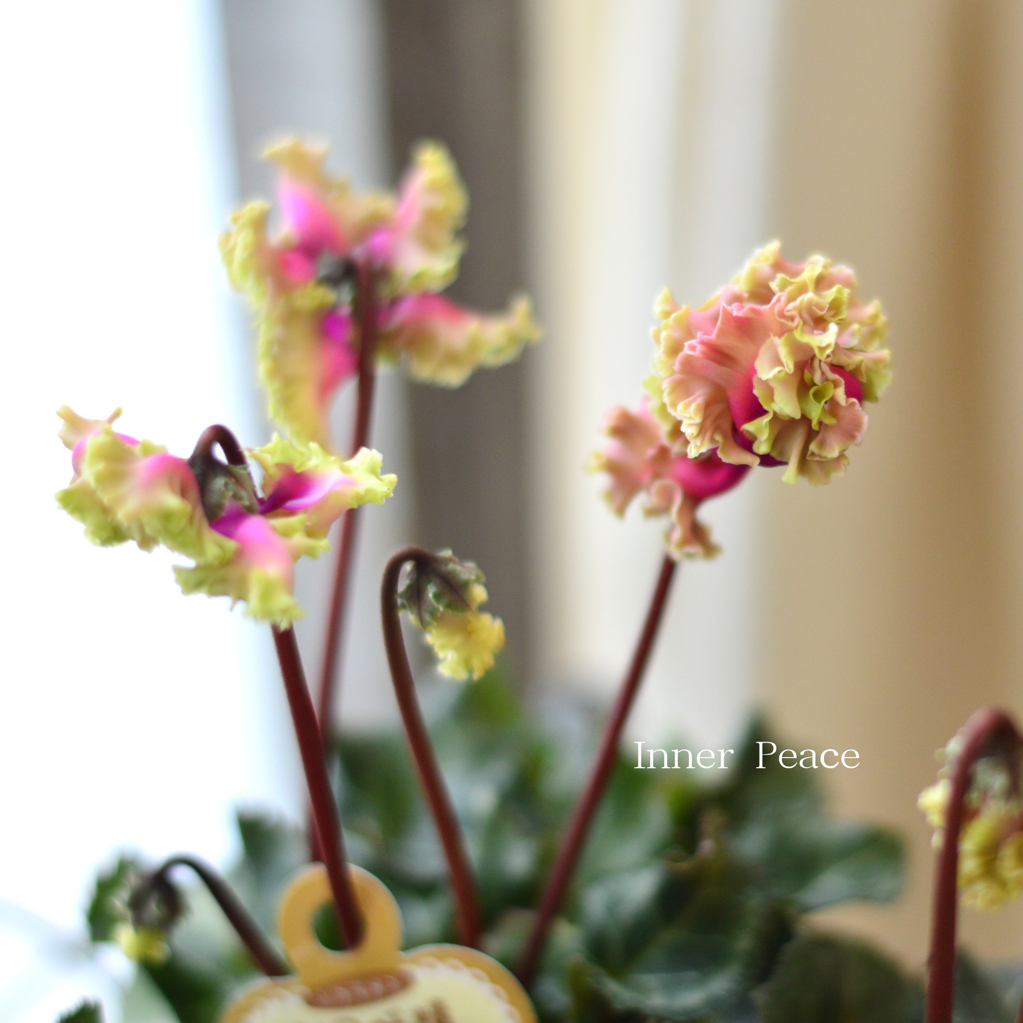 【希少】 ガーデンシクラメン 『森の妖精・アンティーク』 3寸ロング硬質POT