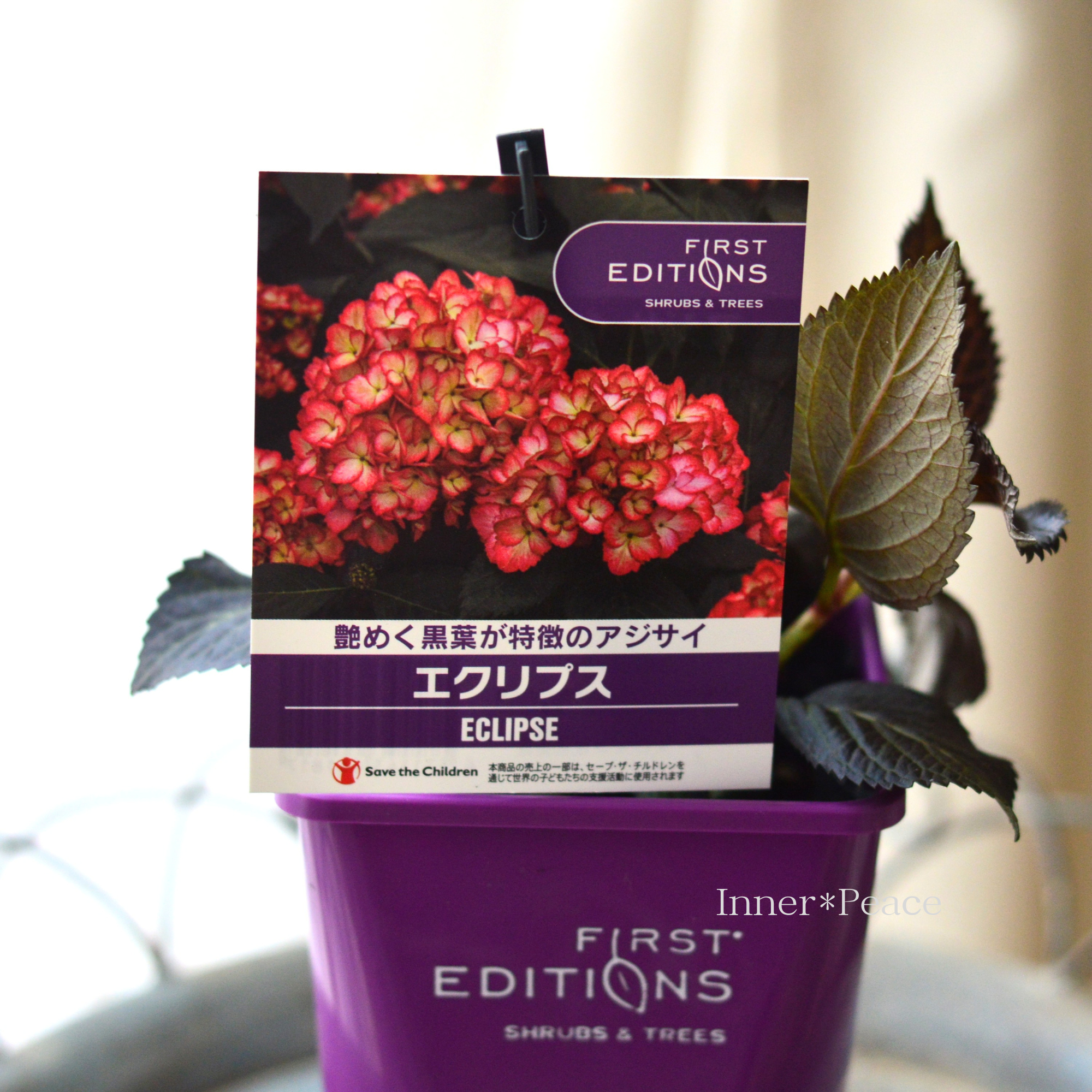 お年玉価格]　アズイリス１００ｇ 黒葉】 紫陽花 『エクリプス』 4寸鉢