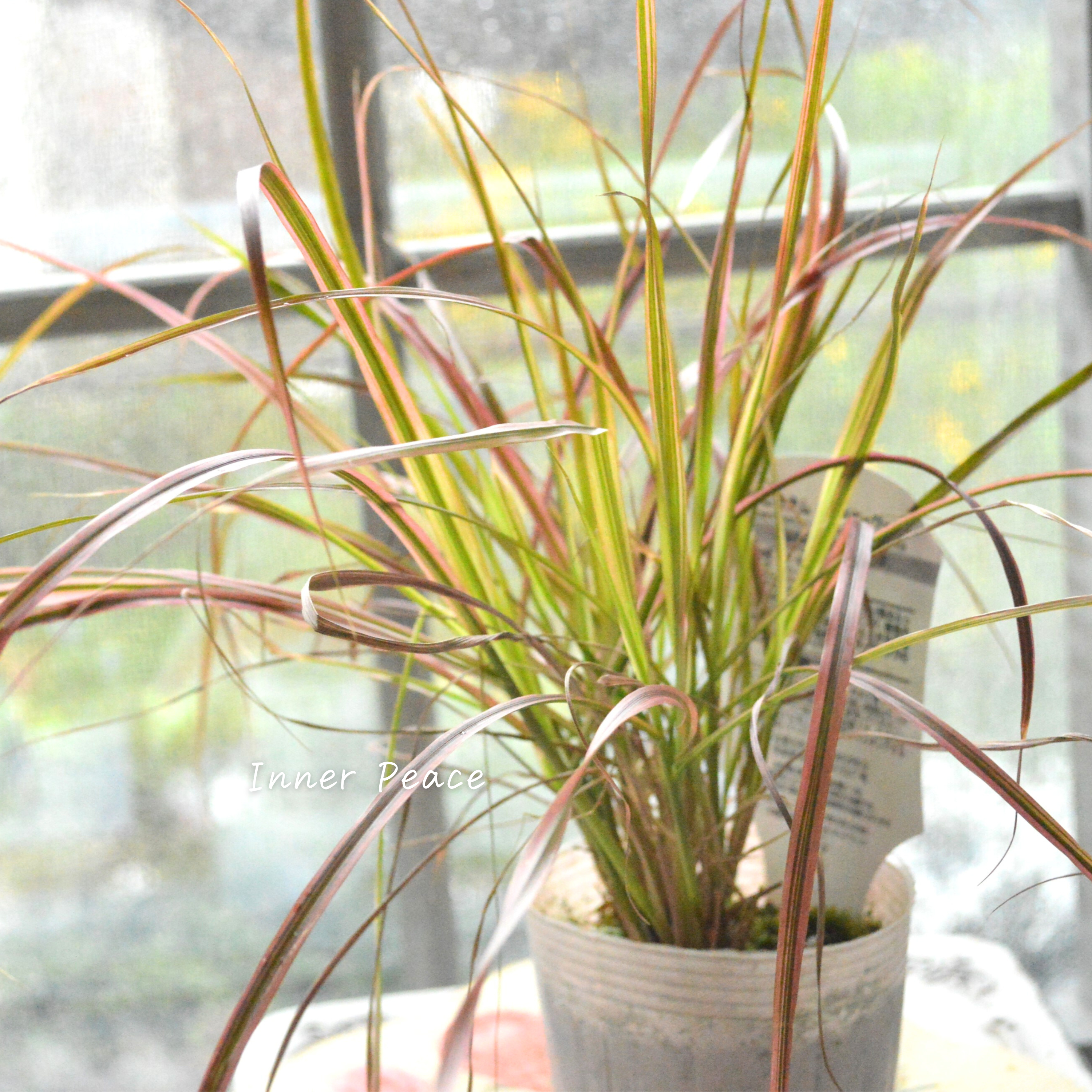 【美しい】ペニセタム 『ファイヤーワークス』 3寸ロングPOT