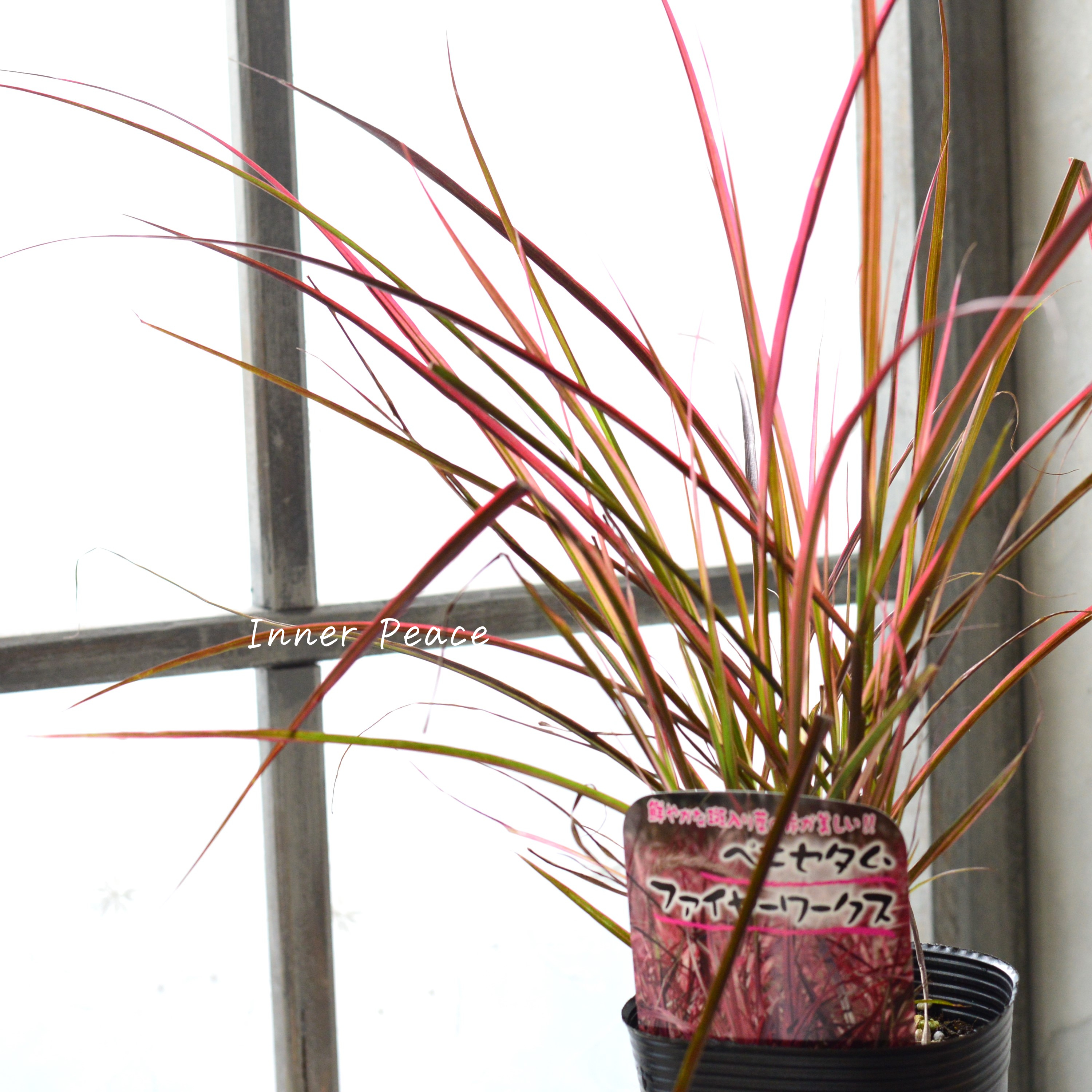 【美しい】ペニセタム 『ファイヤーワークス』 3寸ロングPOT