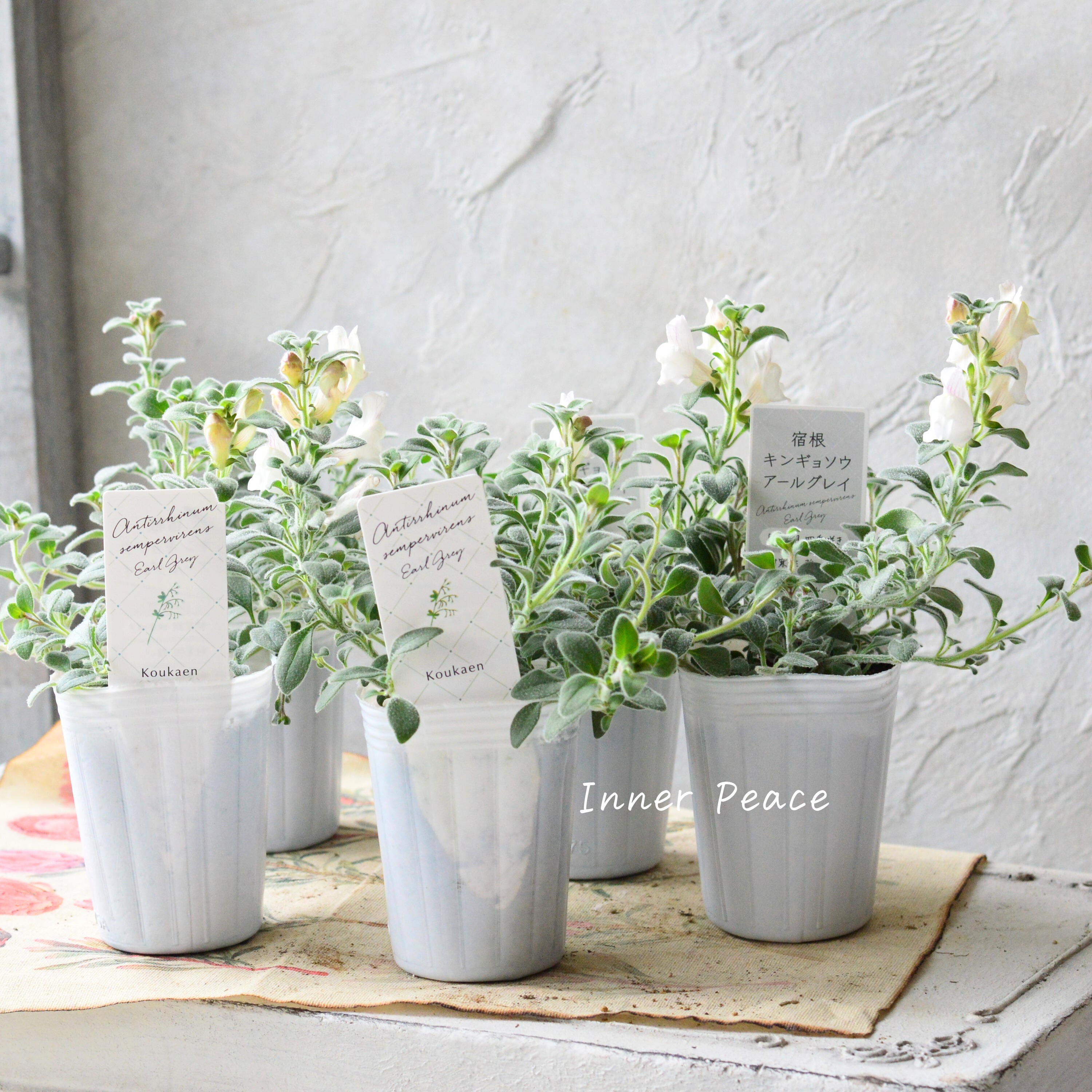 【シルバーリーフ】 キンギョソウ 『アールグレイ』 2.5寸POT