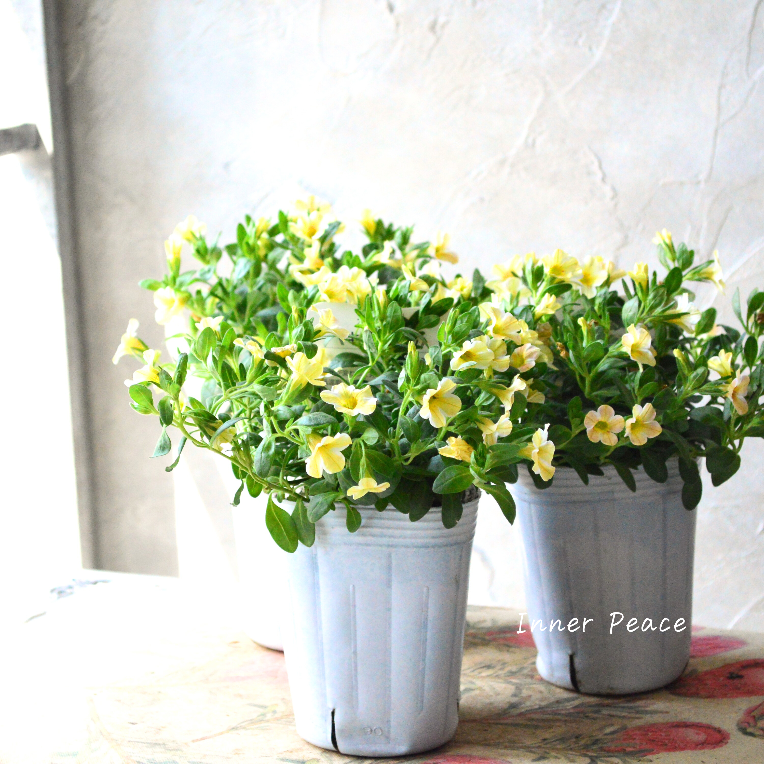 【暑さに強い】 カリブラコア 『キャラメル』 3寸ロングPOT