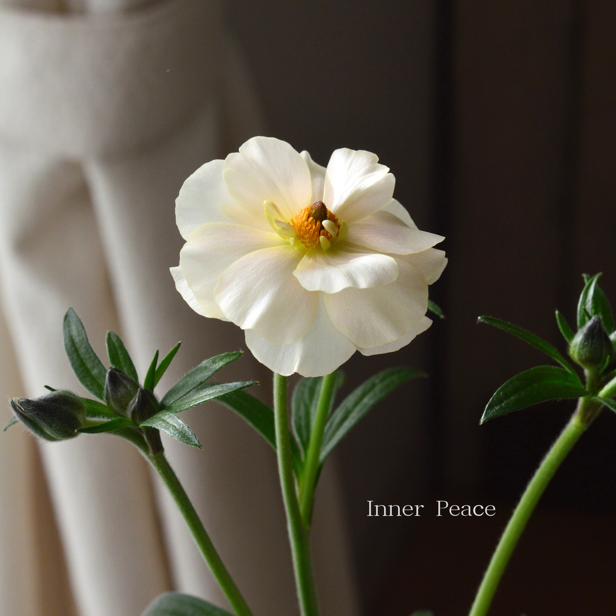 【美しい】 ラナンキュラス・ラックス 『ケラモス』 4寸POT