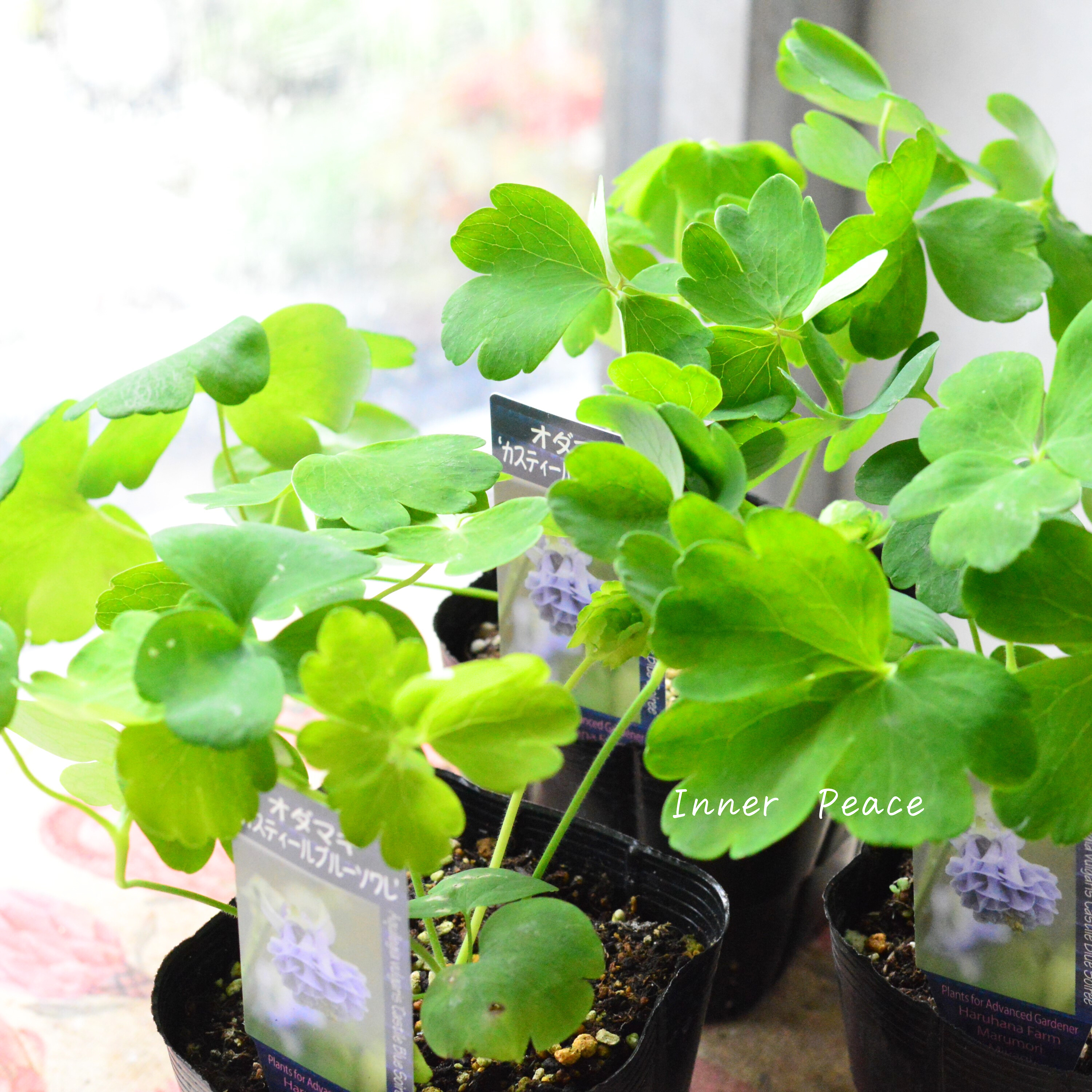 【希少】 八重咲きオダマキ 『カスティールブルー ソワレ』 3.5寸POT