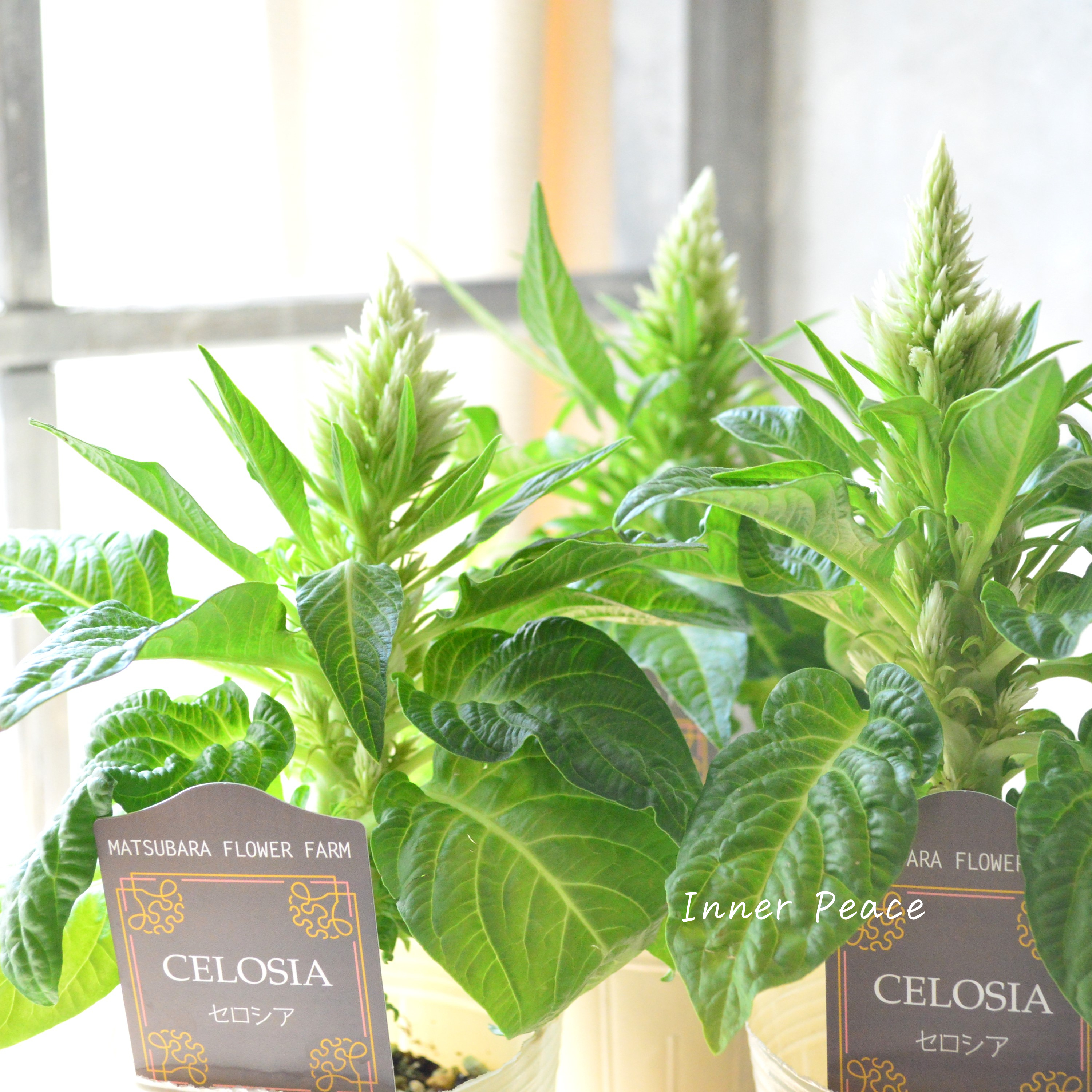 【マツバラフラワーファームさん】 セロシア 『サンディグリーン』 3寸ロングPOT