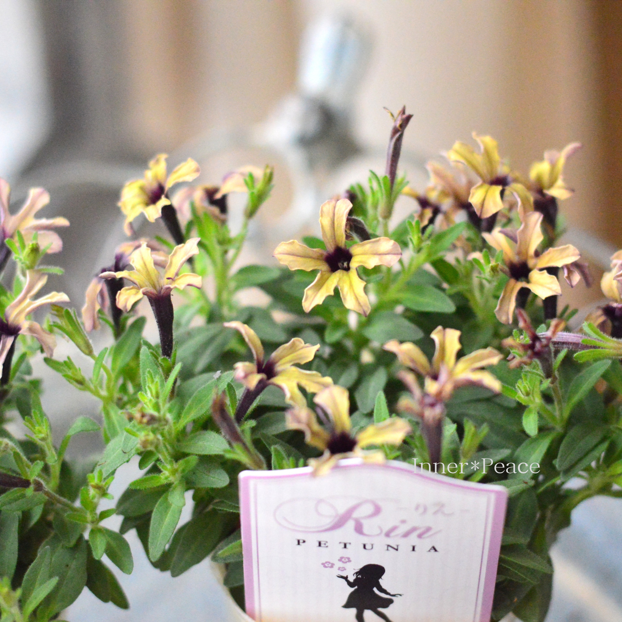 【おしゃれ】 ペチュニア 『りん・アンティークカラー』 2.5寸ロングPOT