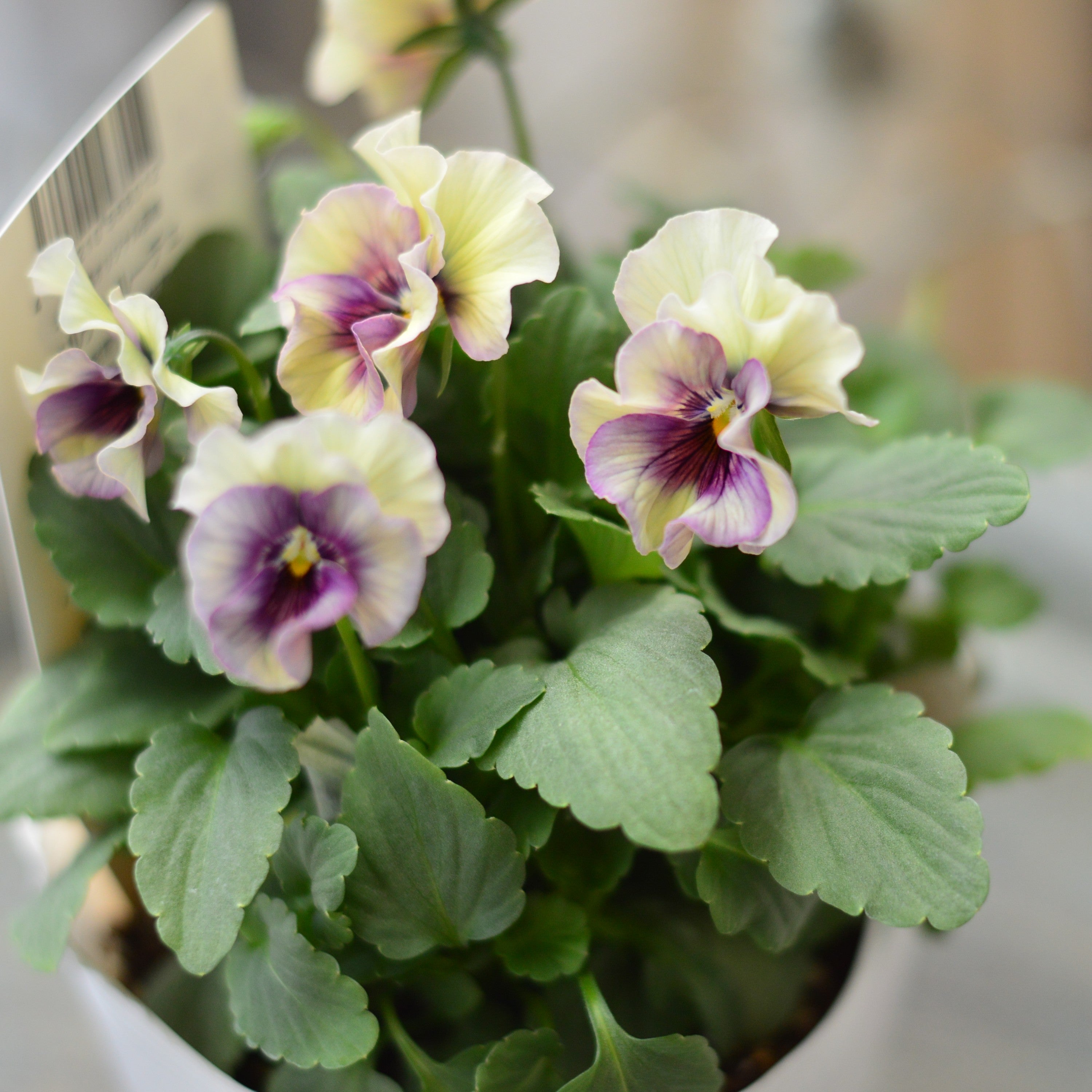 【Special】 北島園芸さんのビオラ 『コルティルーチェ・B』 3.5寸POT