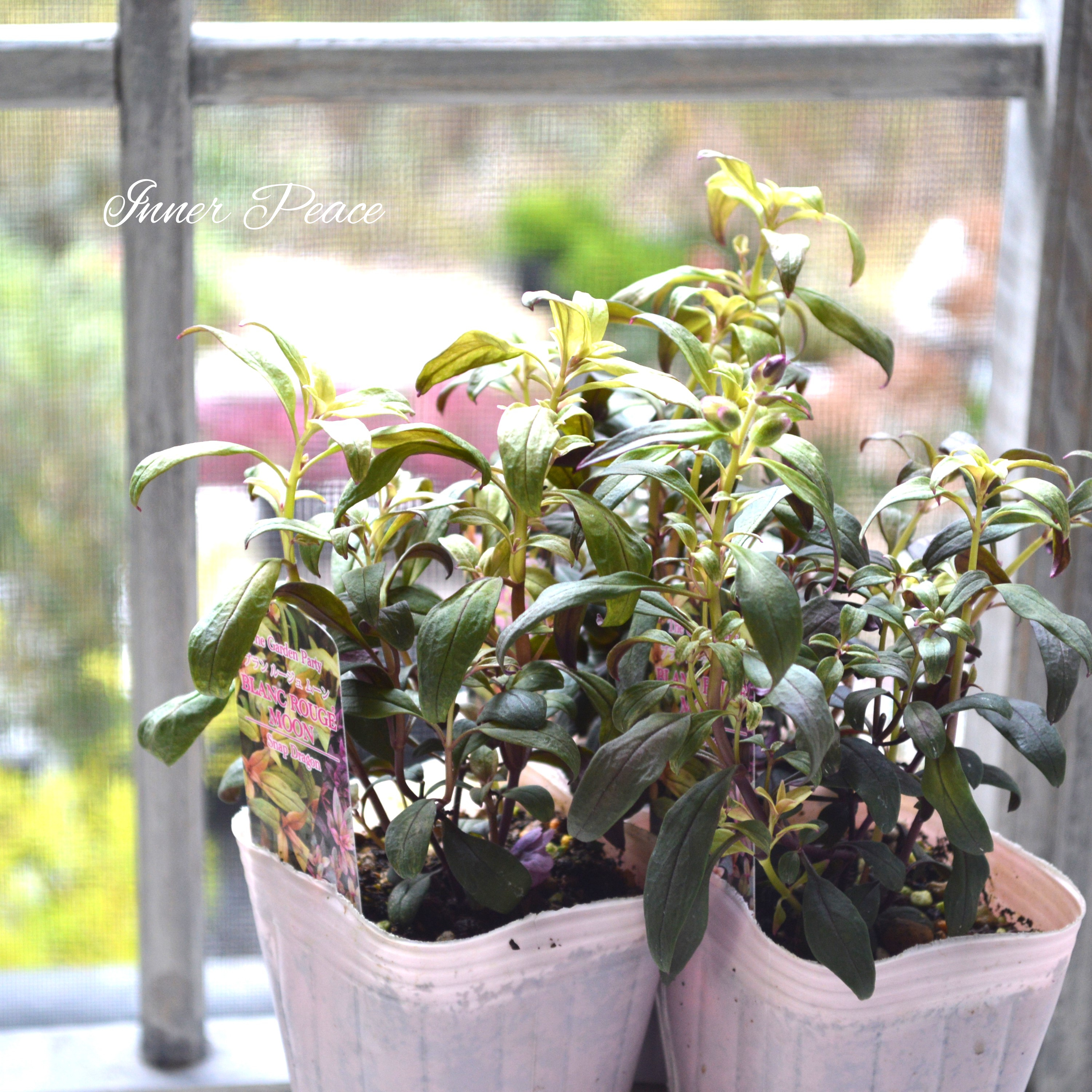 【カラーリーフ】 キンギョソウ ブランルージュ・ムーン 3寸POT