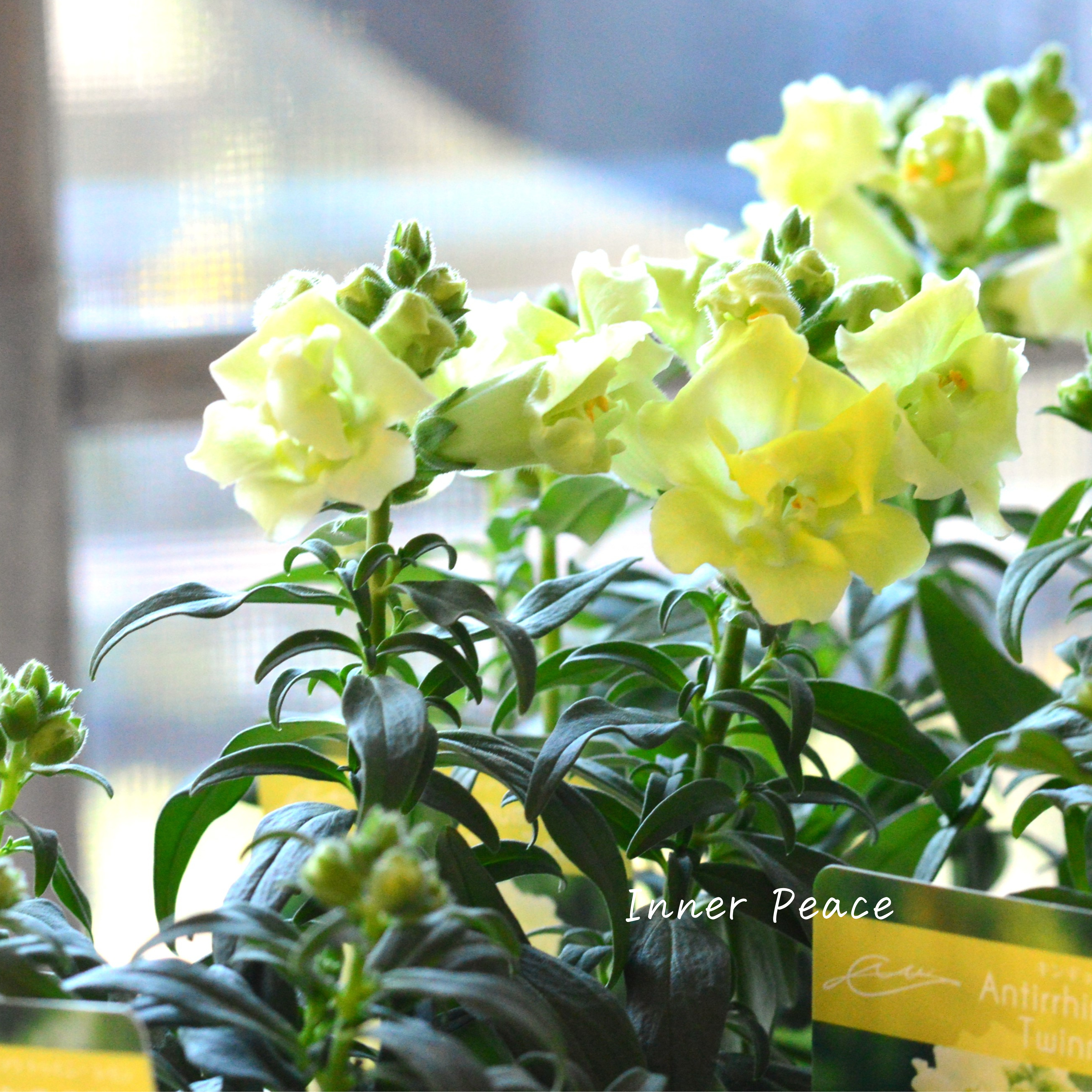 【かわいい】奥田園芸さん生産の キンギョソウ・トゥイニー 『レモン』 3寸ロングPOT