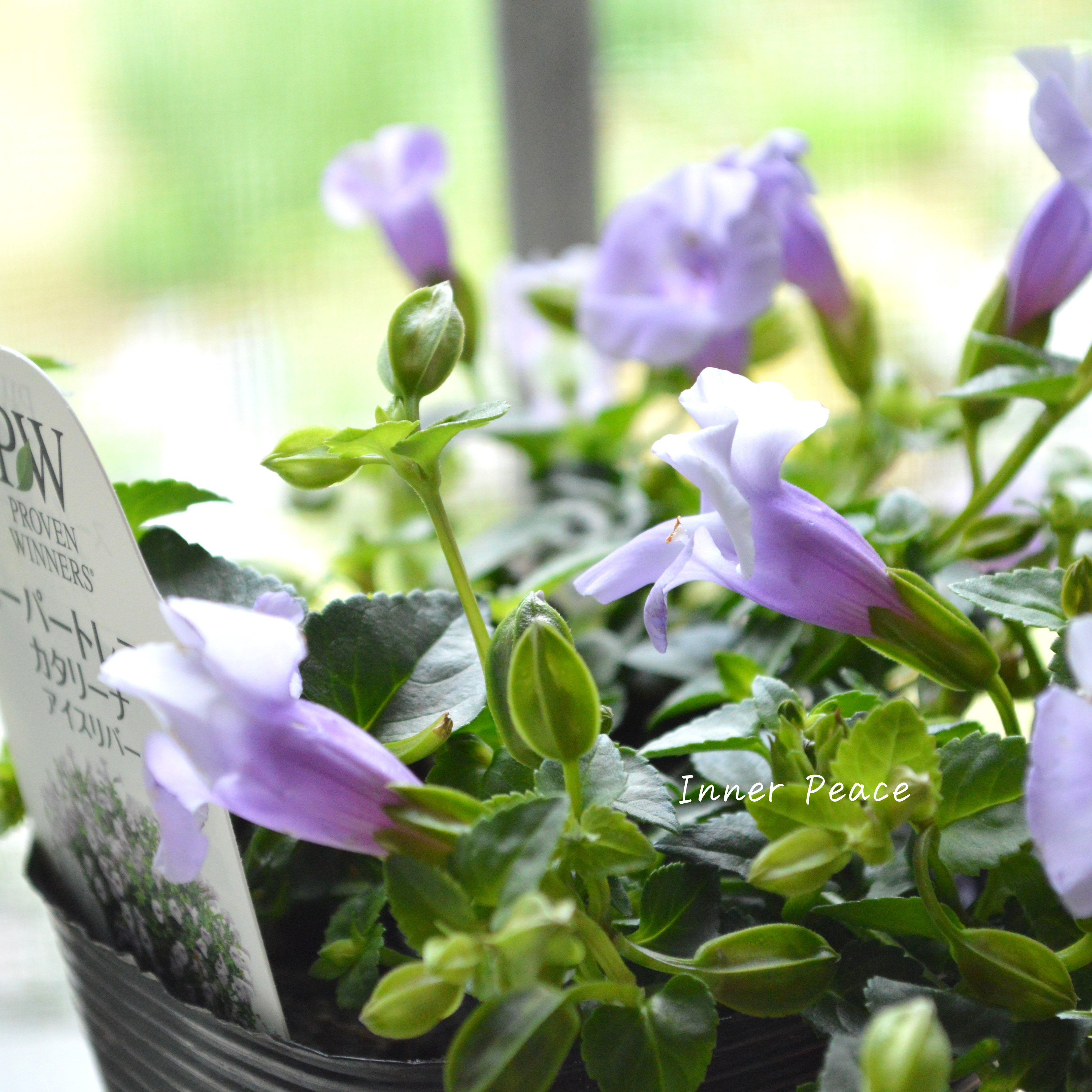 【PW】 スーパートレニア カタリーナ 『アイスリバー』 3.5寸POT