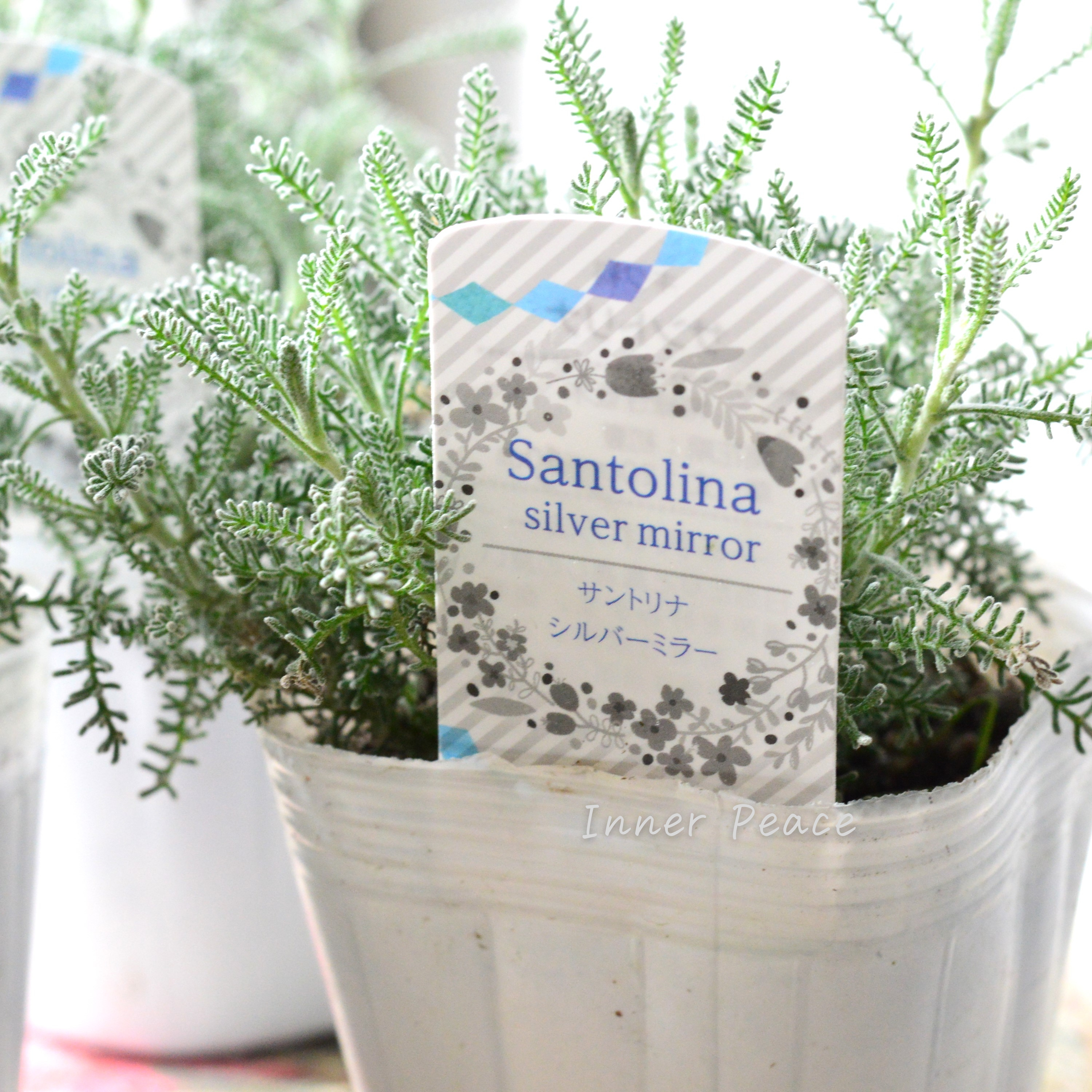【冬の定番】 サントリーナ 『シルバーミラー』 3寸POT