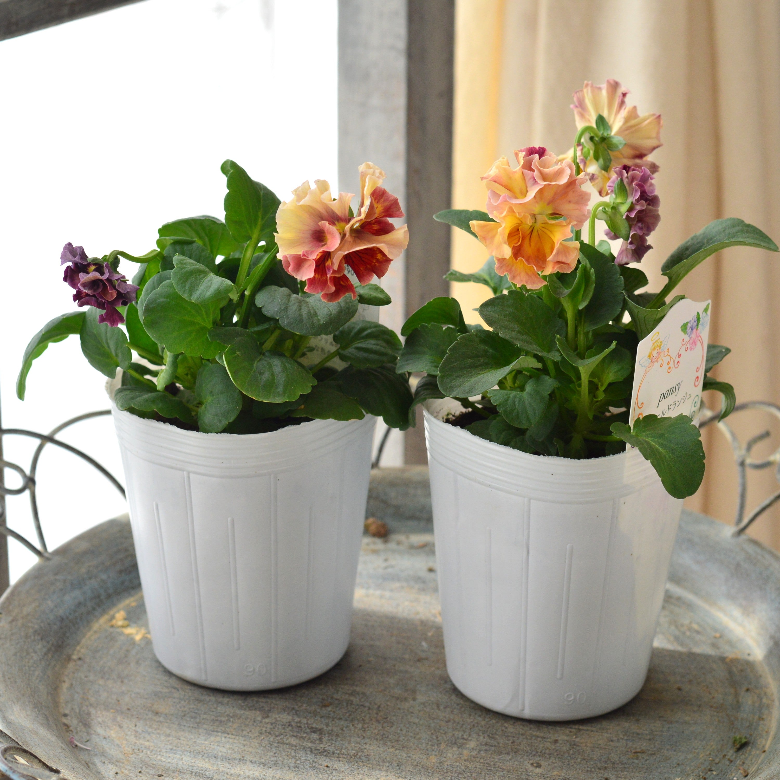 【松原園芸さん】 パンジー 『スリールドランジュ・オレンジクリーム×レッド系』 3寸POT