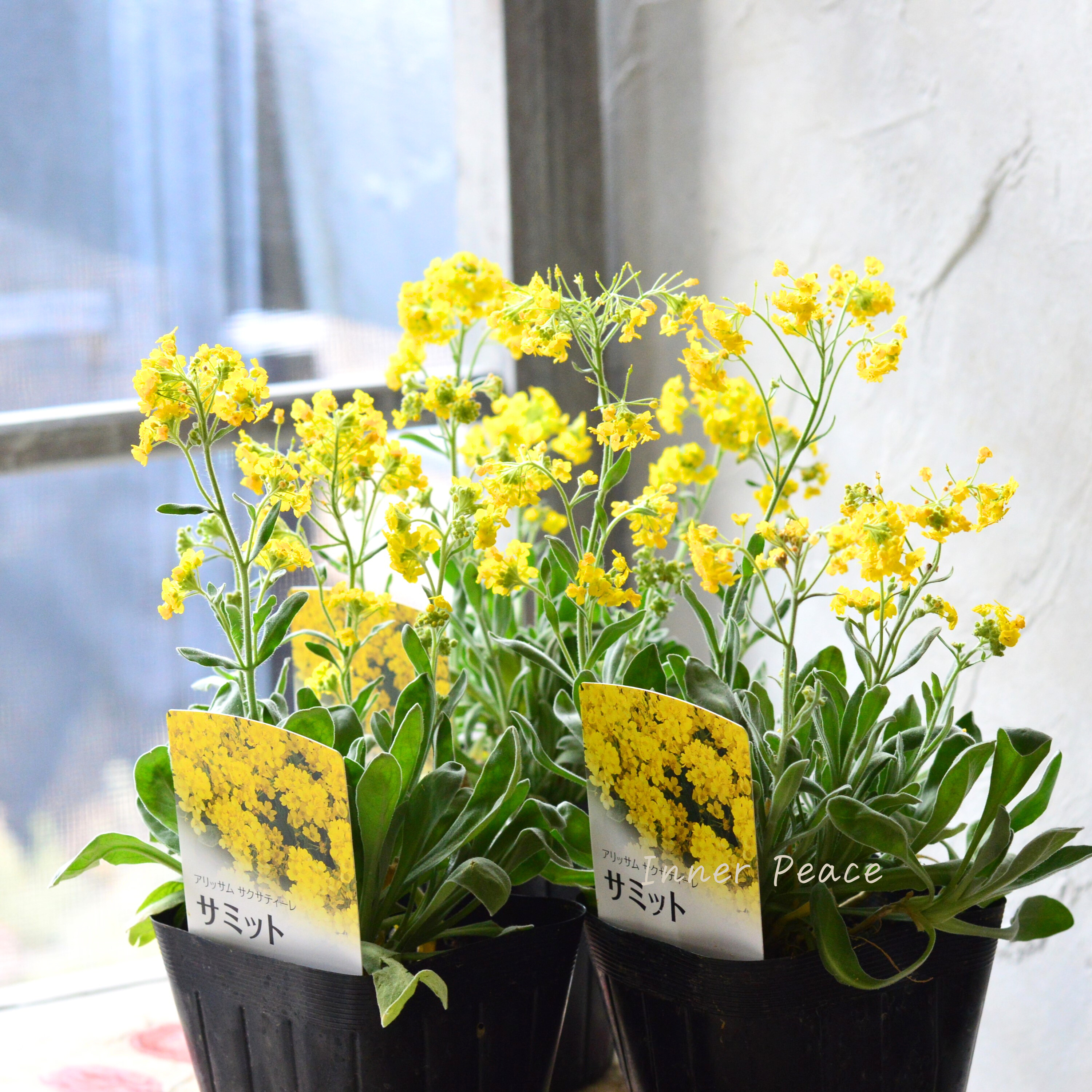 【宿根】 アリッサム サクサティーレ 『サミット』 3.5寸POT