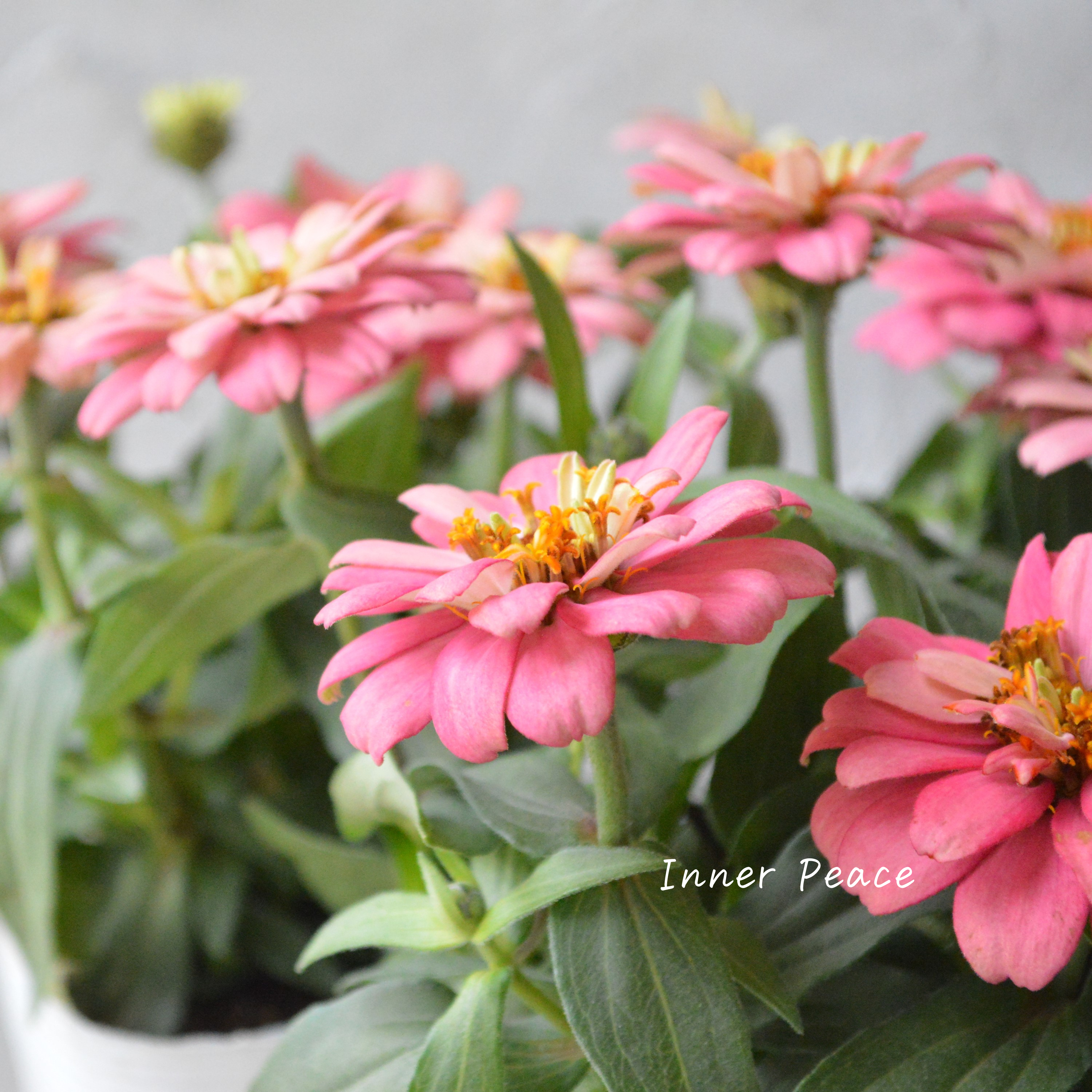 【八重咲き】ジニア・ダブルザハラ『サーモン』 3.5寸POT