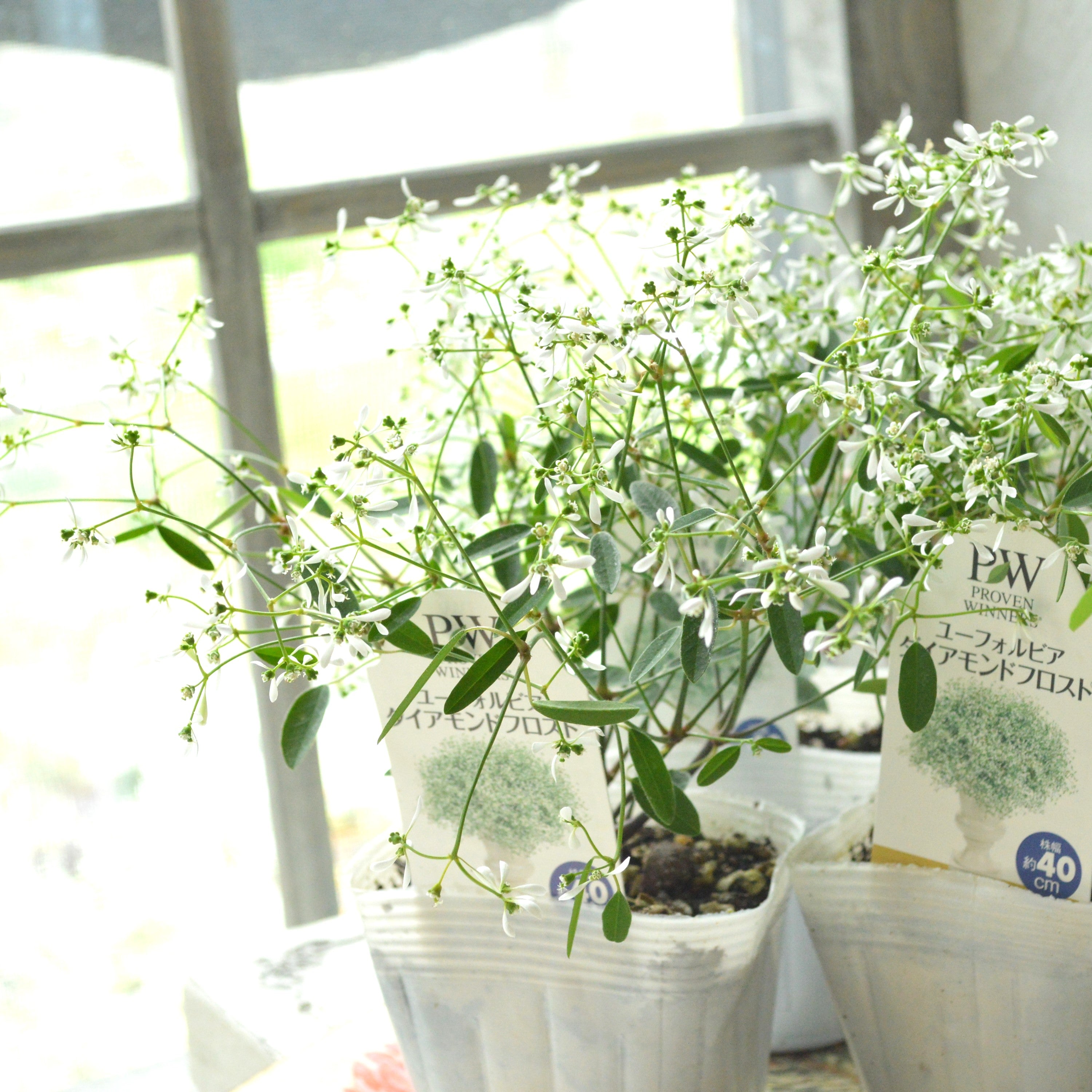 【暑さに強い】 ユーフォルビア 『ダイアモンドフロスト』 2.5寸~3寸POT