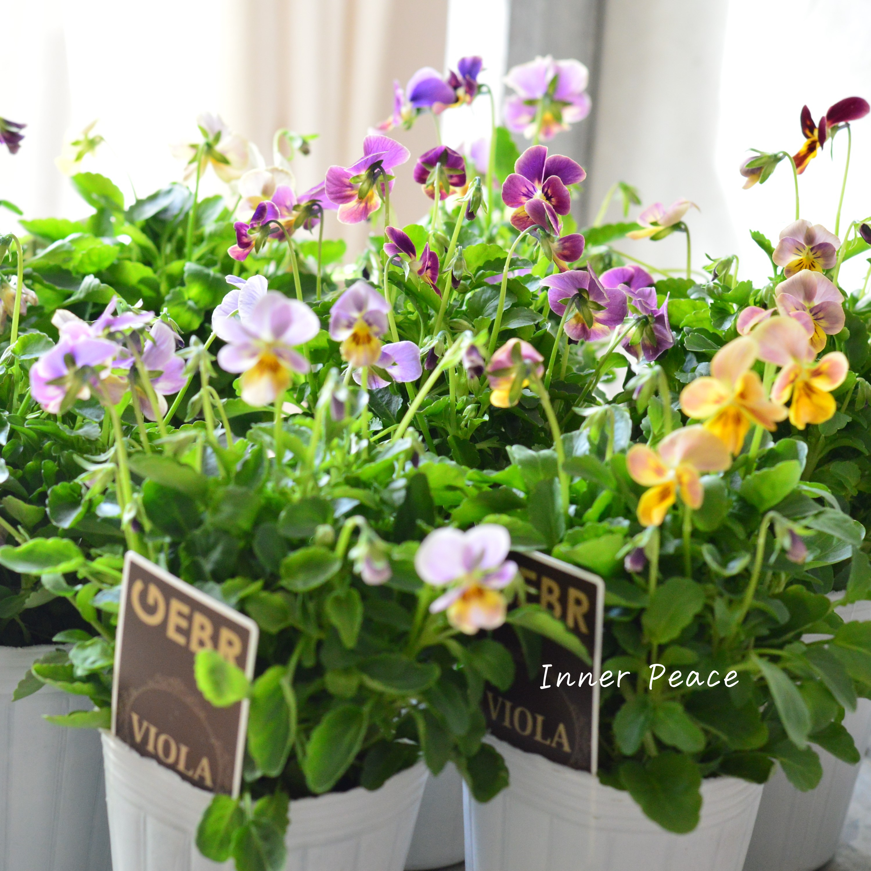 【ゲブラさん】 ビオラ 『ミックス』 2.5寸POT