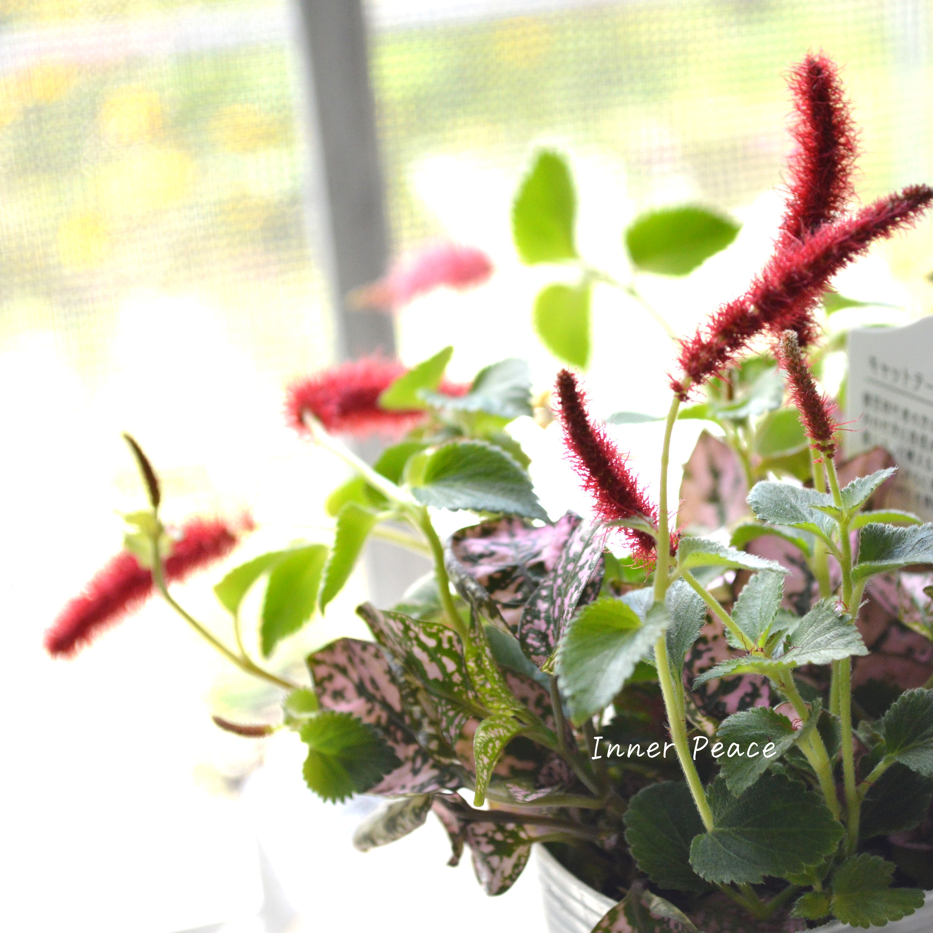 【寄せ植えに】 ヒポキャット(ヒポエステスピンク+キャッツテール) 2.5寸ロングPOT