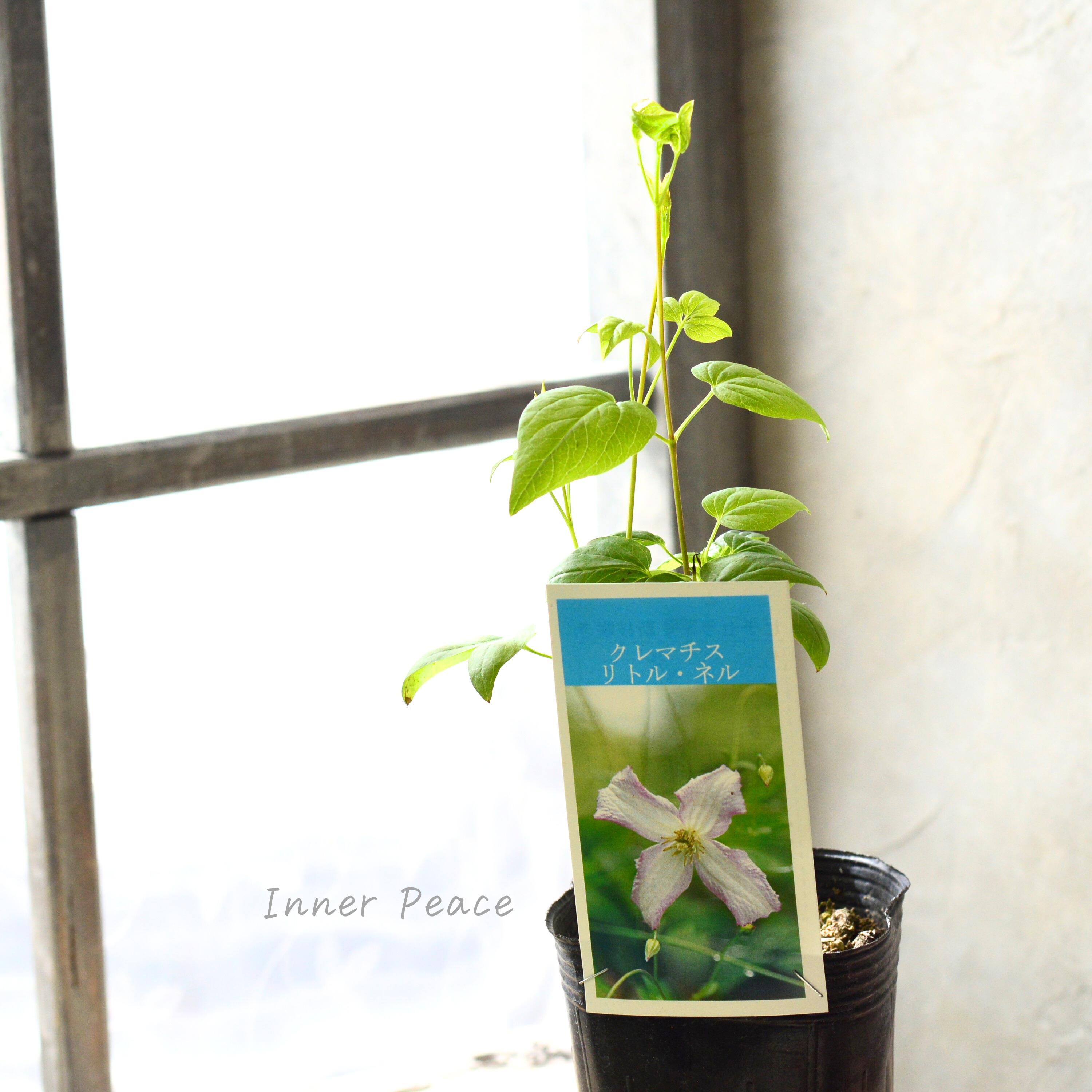 【及川フラグリーンさん】 クレマチス ビチセラ系 『リトルネル』 3寸POT