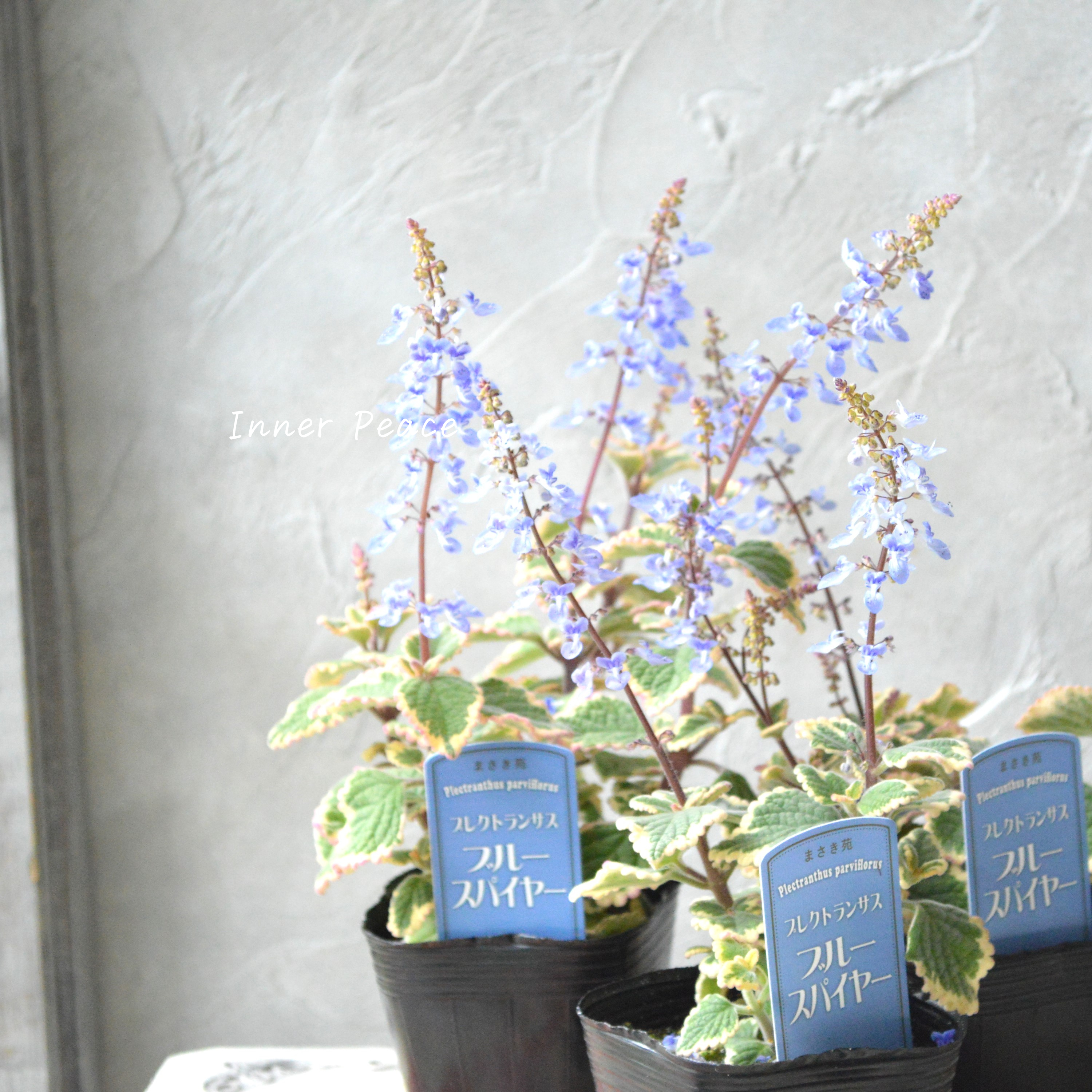 【美しい】 プレクトランサス 『ブルースパイヤー』 3寸~3.5寸POT