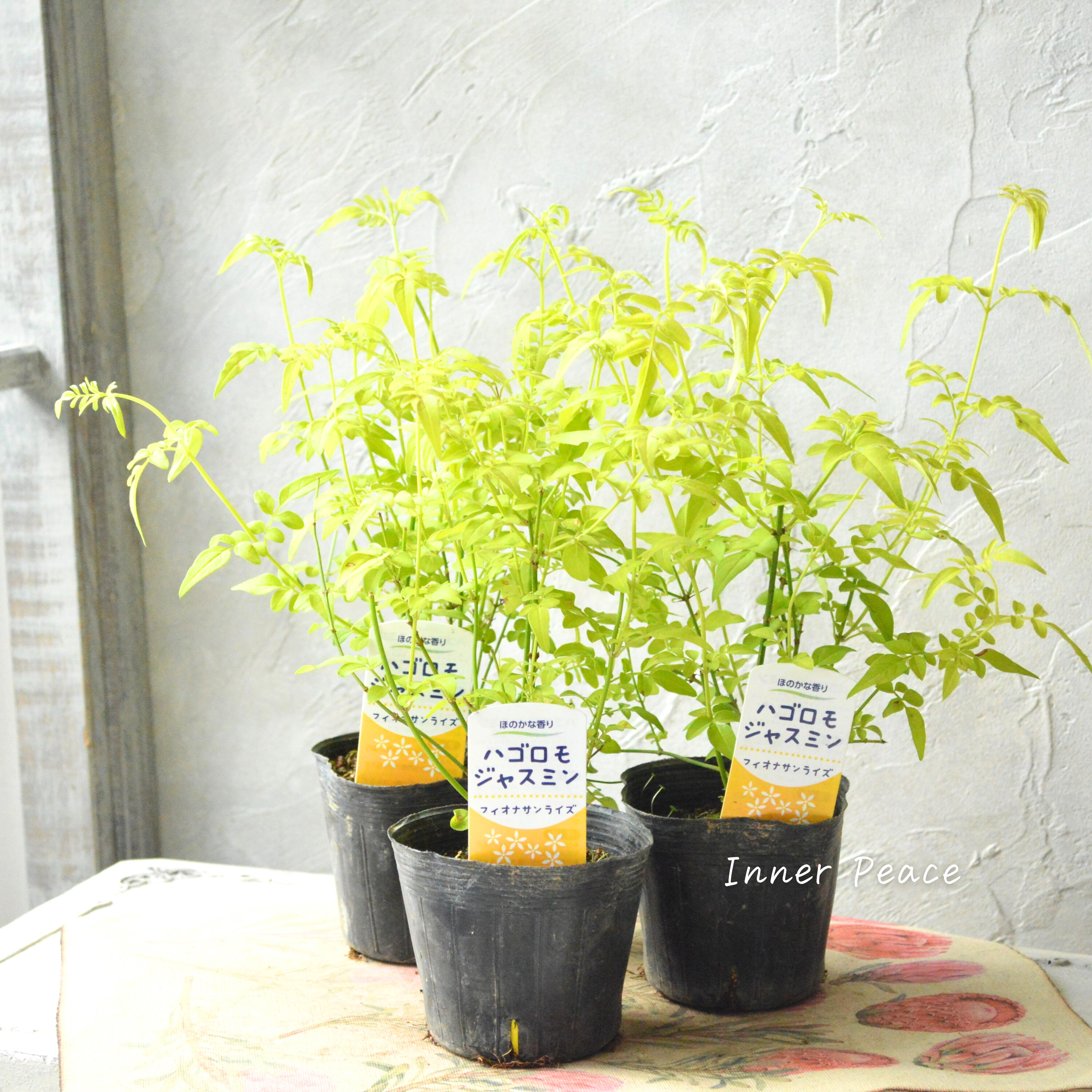 【鮮やかなお色】ハゴロモジャスミン・フィオナサンライズ 2.5寸POT