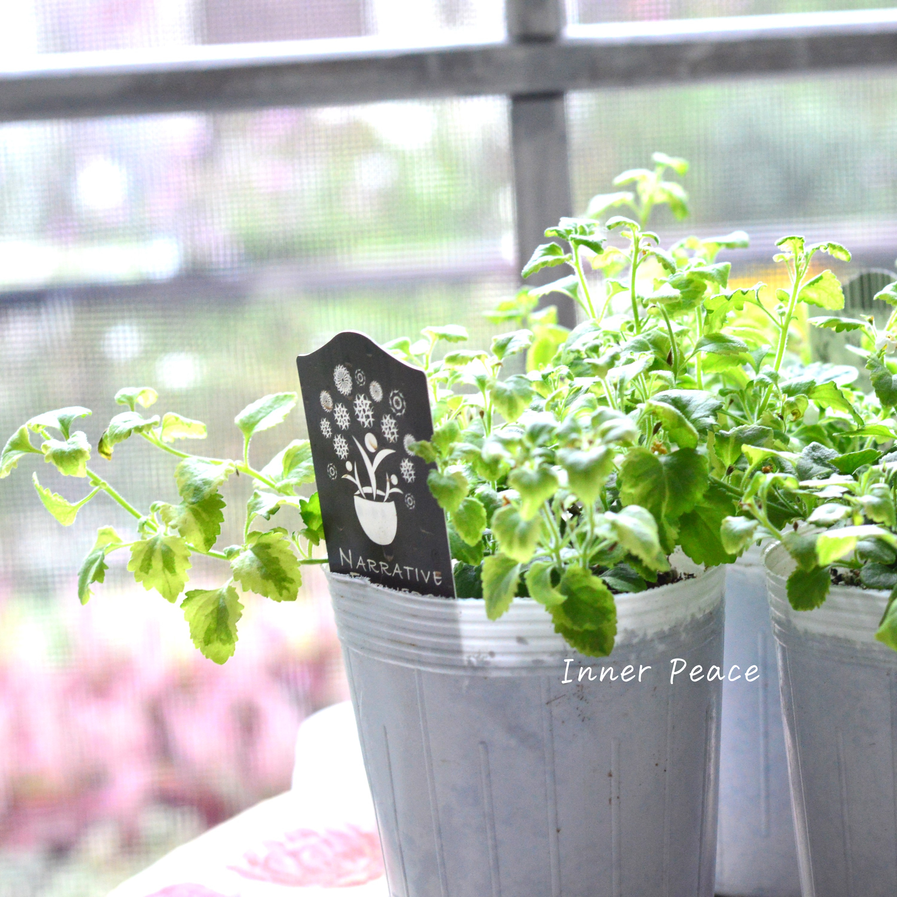 【斑入り】ナラフラさん バコパ 2.5寸POT