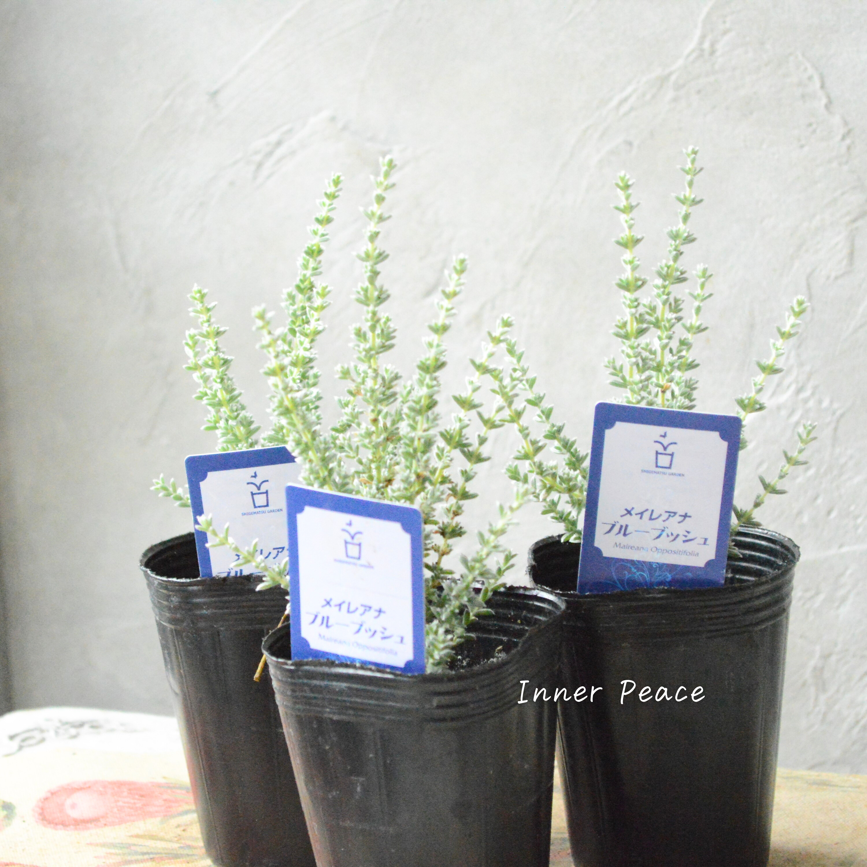 【希少】 メイレアナ 『ブルーブッシュ』 2.5寸ロングPOT