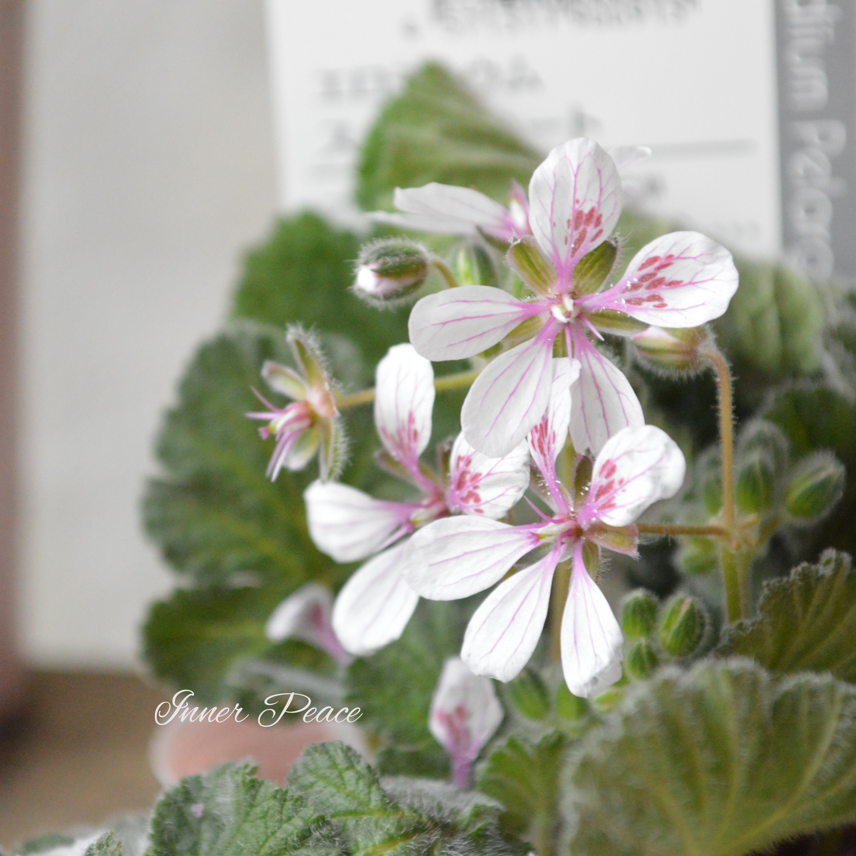 【オシャレ】 エロディウム ペラルゴニフロラム 『スイートハート』 3寸POT