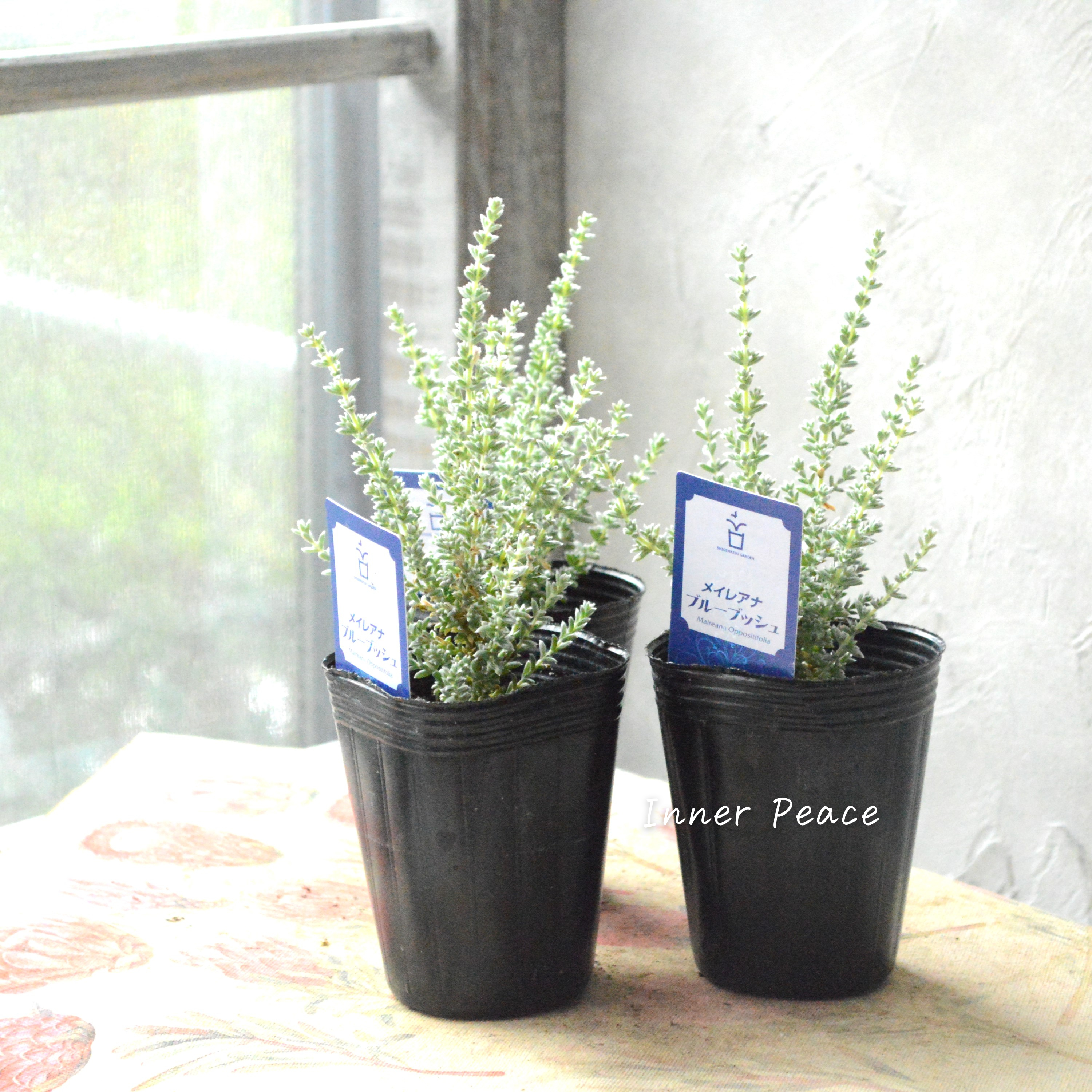 【希少】 メイレアナ 『ブルーブッシュ』 2.5寸ロングPOT