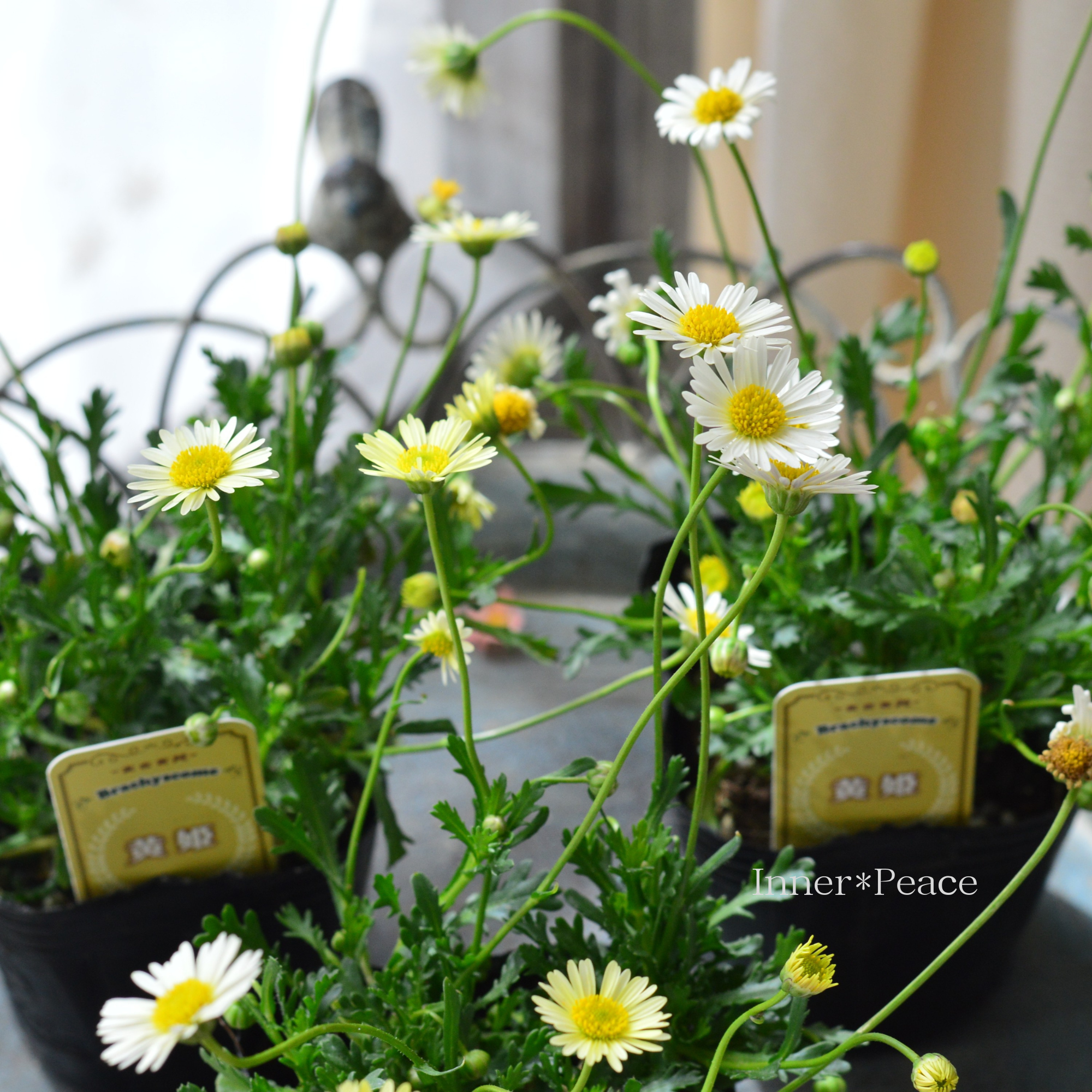 【かわいい】 ブラキカム 『黄姫』 3寸POT