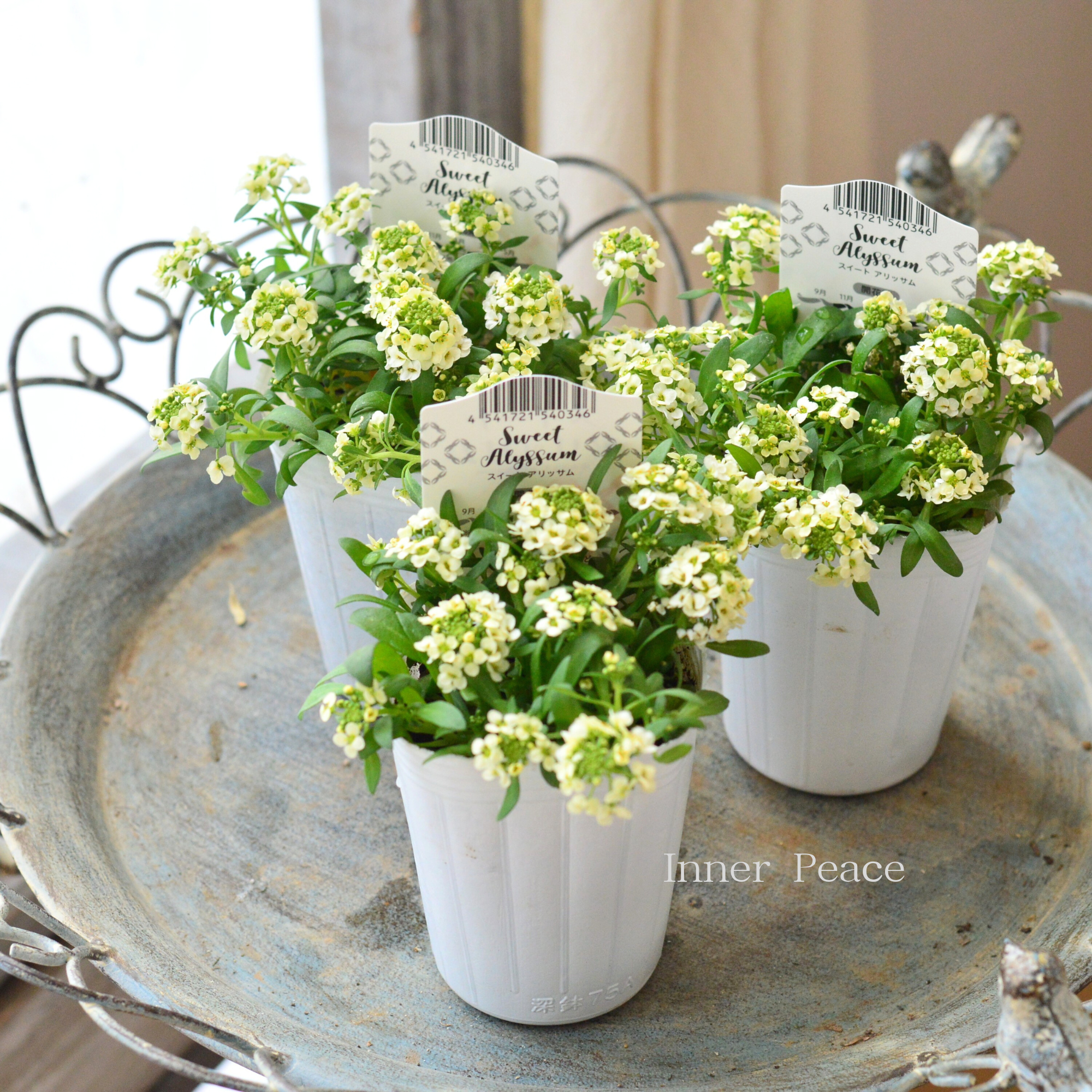 【かわいい】 スイートアリッサム 『アルーレ・レモンイエロー』 2.5寸POT