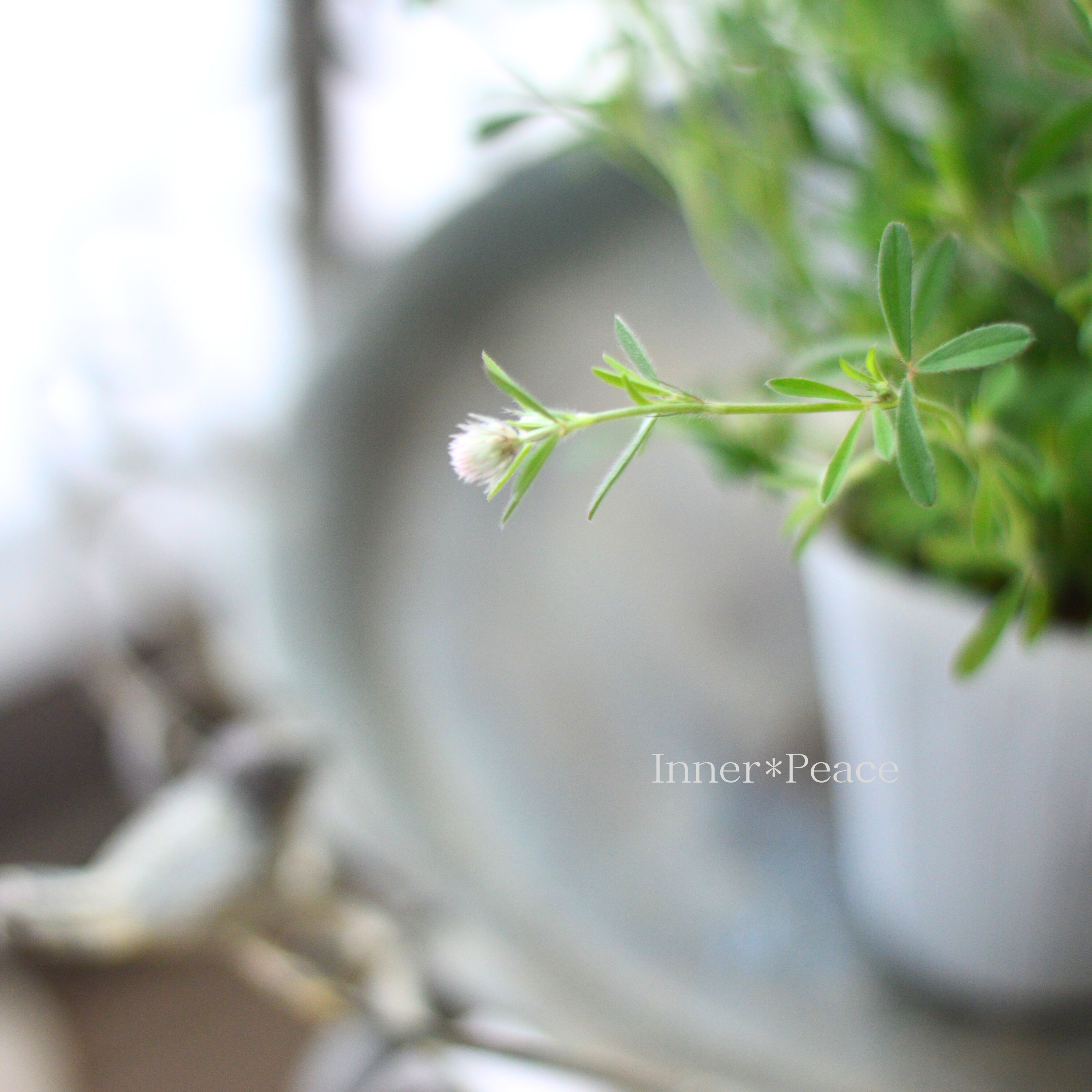 【かわいい】 トリフォニウム 『バニーズ』 2.5~3寸POT