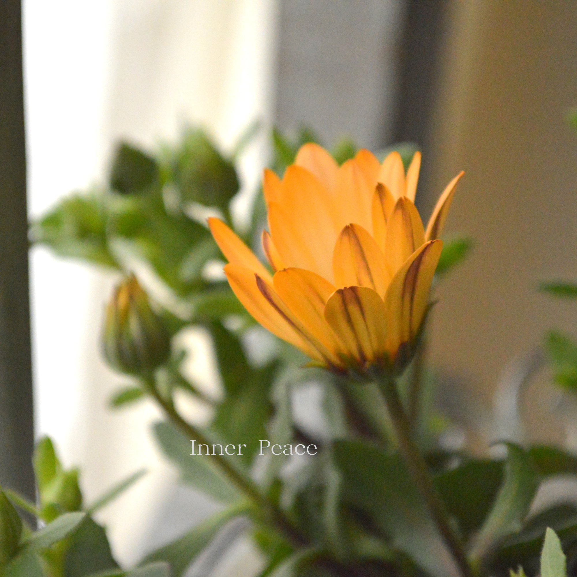 【春色】 ディモルフォセカ 『パステリーナ・オレンジ系』 3.5寸POT