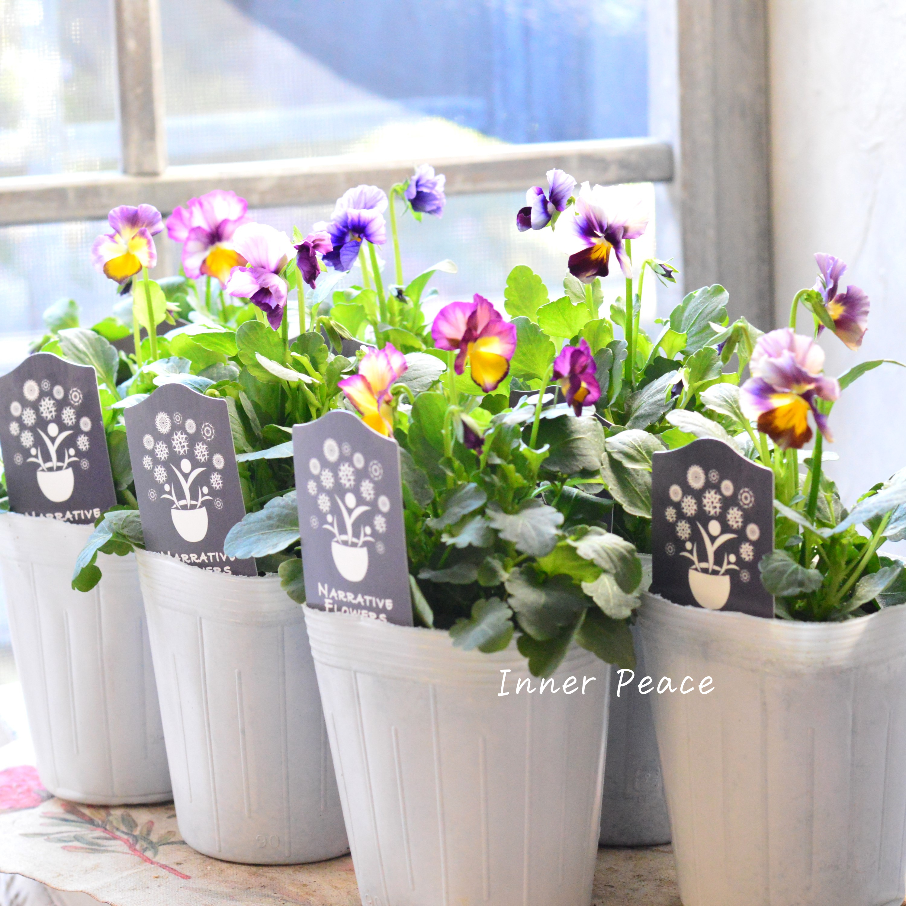 【希少】 ナラティブフラワーズさん試作品ビオラ 3寸ロングPOT