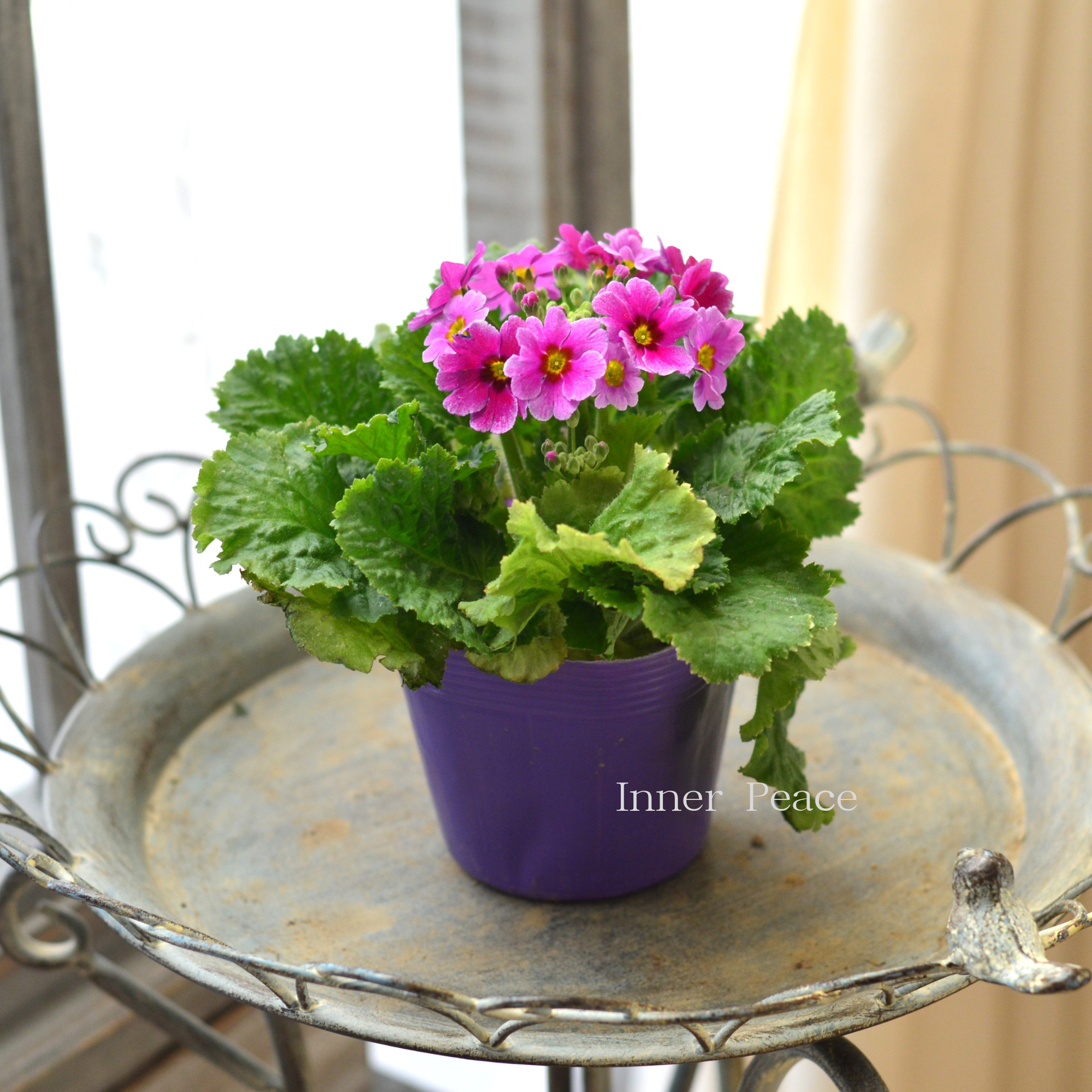 【かわいい】 プリムラ マラコイデス 『エトワール・3番』 3.5寸POT