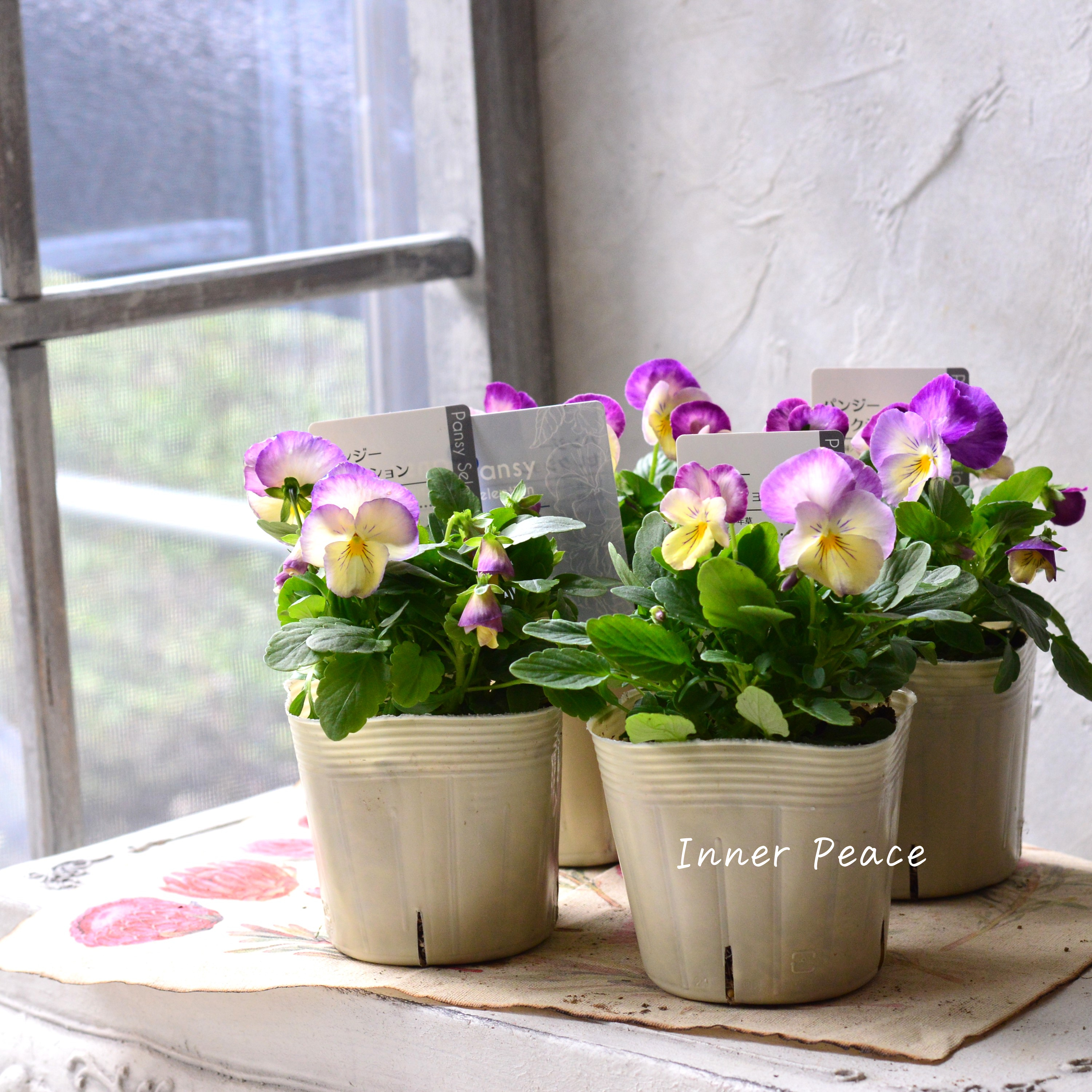 【かわいい】 パンジー 『わらく・クリームパープルピコティ』 3.5寸POT
