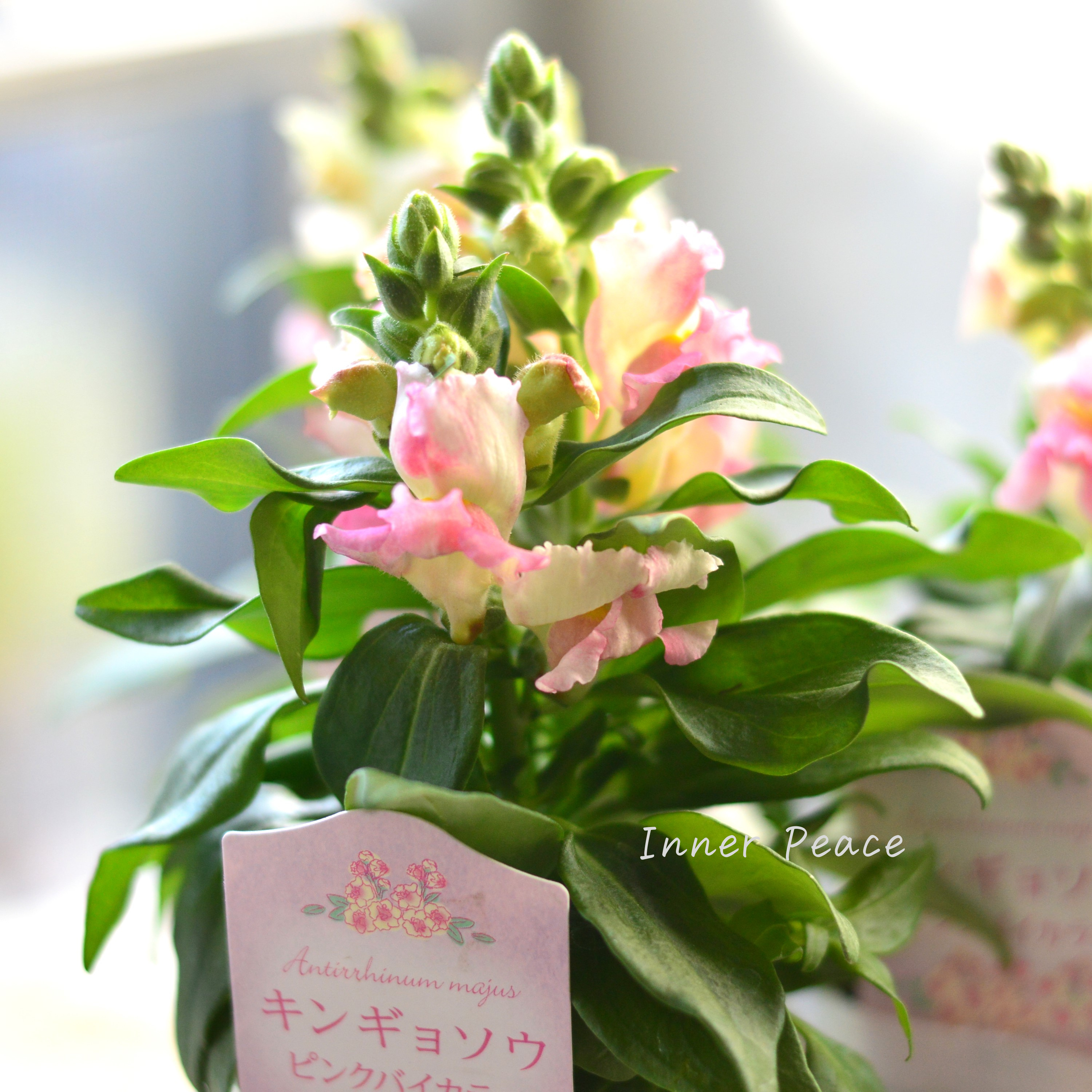 【かわいい】 キンギョソウ 『キャンディートップス・ピンクバイカラー』 3寸ロングPOT