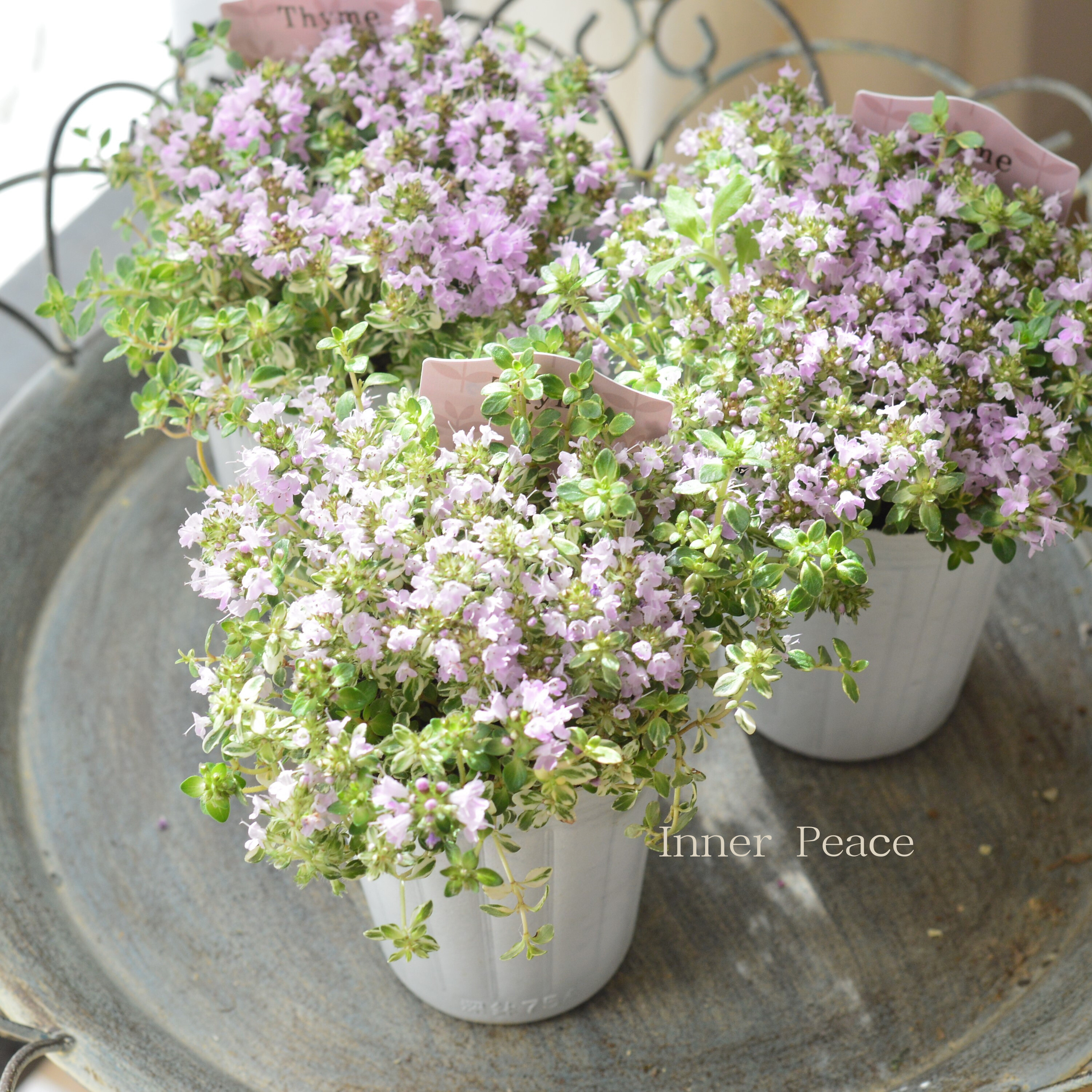 【斑入り】 イブキジャコウソウ 3寸ロングPOT